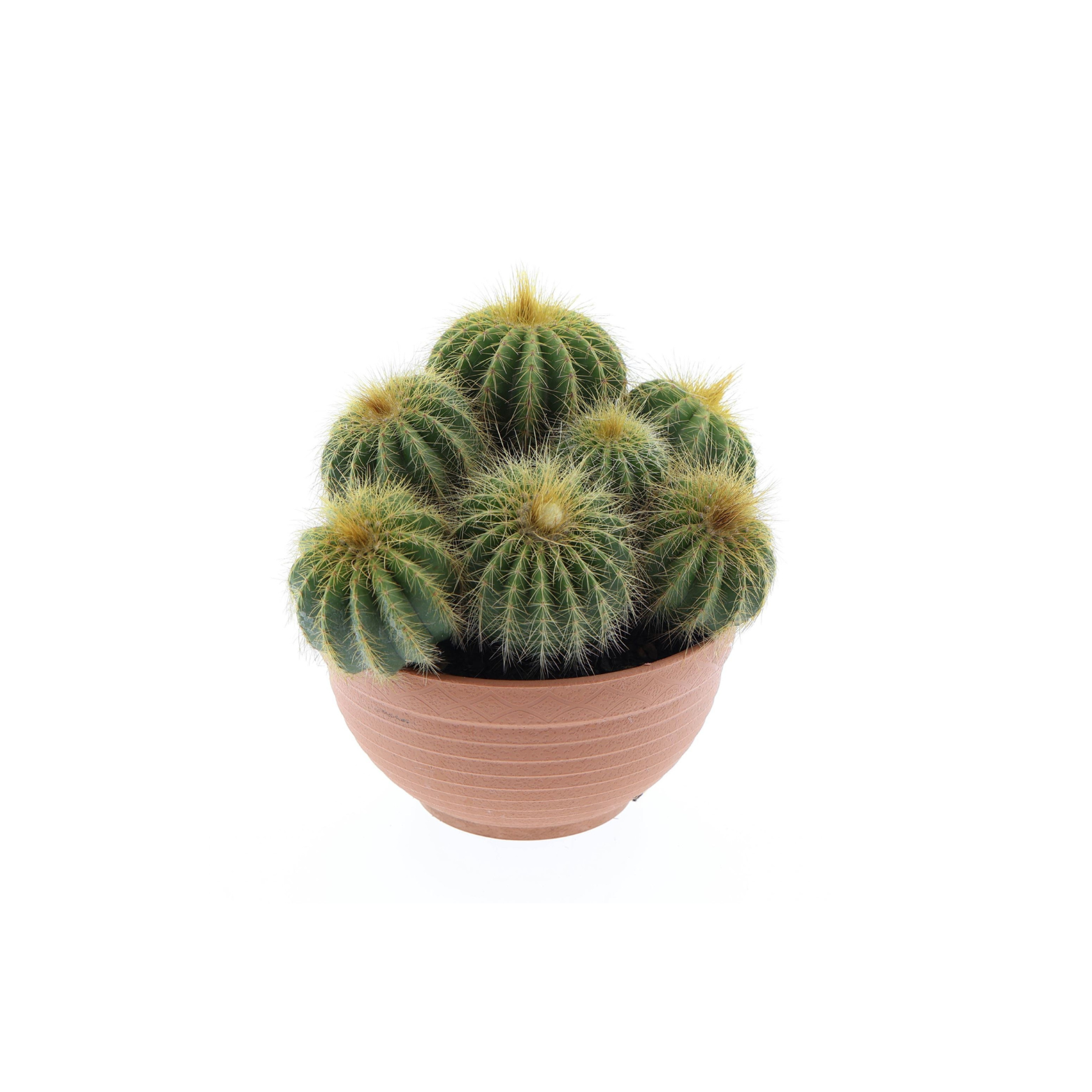NOTOCACTUS WARASSI Kaktus