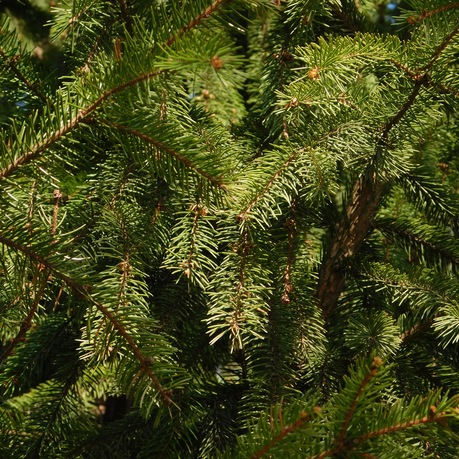 Nawóz Osmocote do iglaków