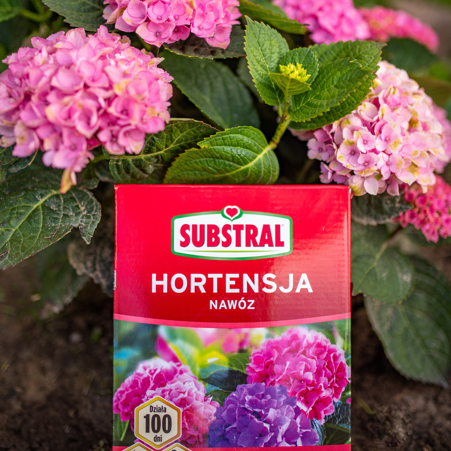 Nawóz 100 dni do hortensji 