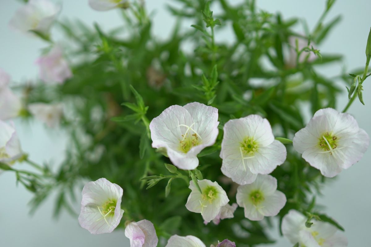 OENOTHERA Wiesiołek