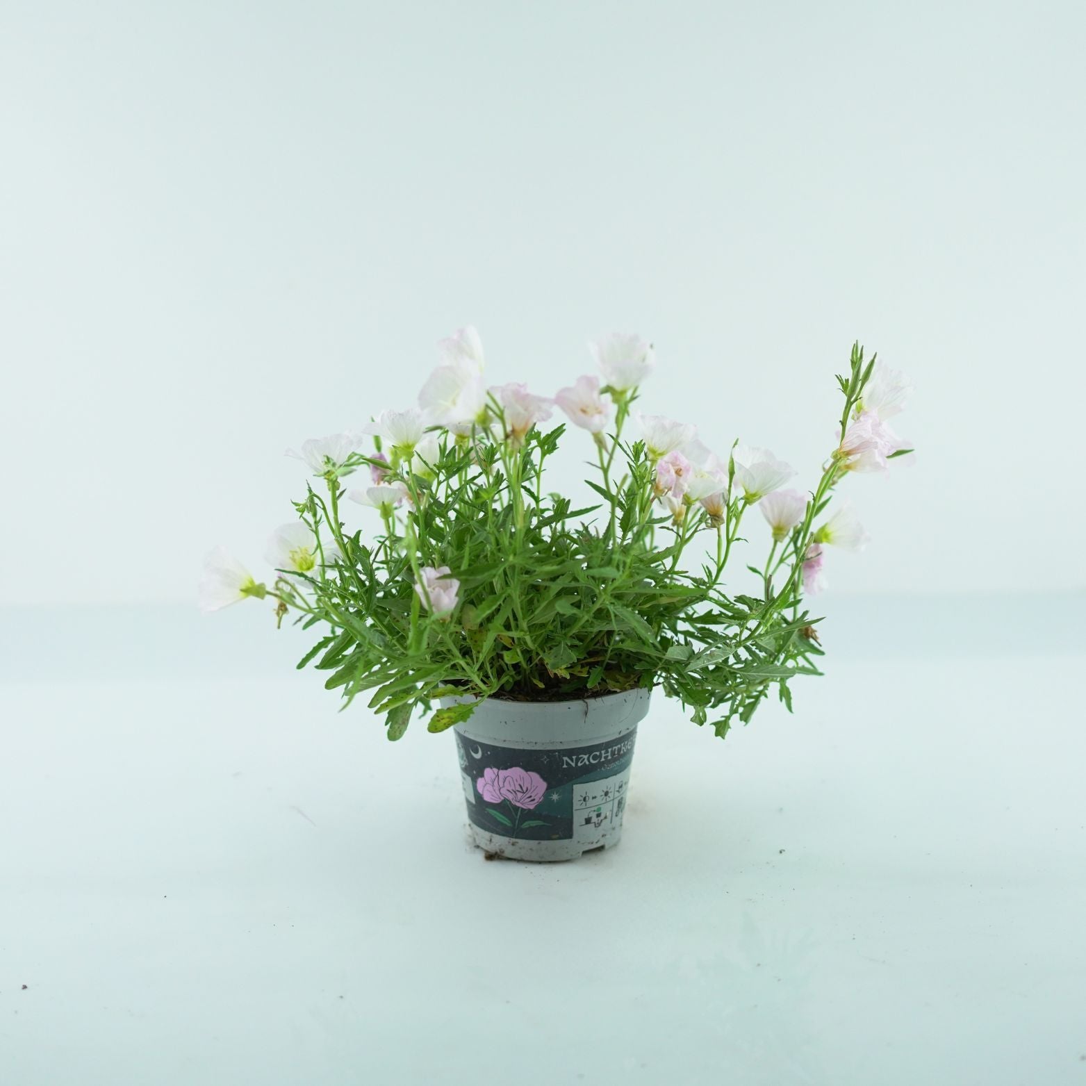 OENOTHERA Wiesiołek