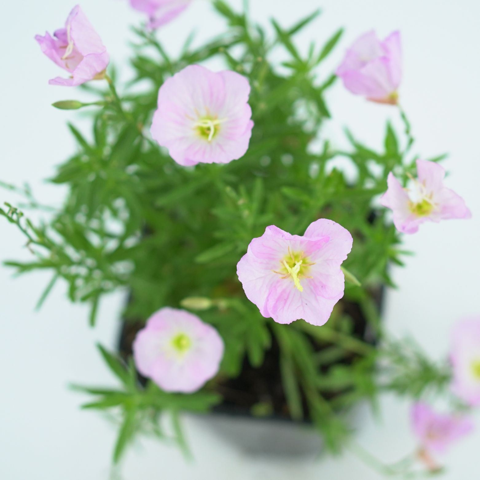 OENOTHERA SPECIOSA 'SISKIYOU' Wiesiołek