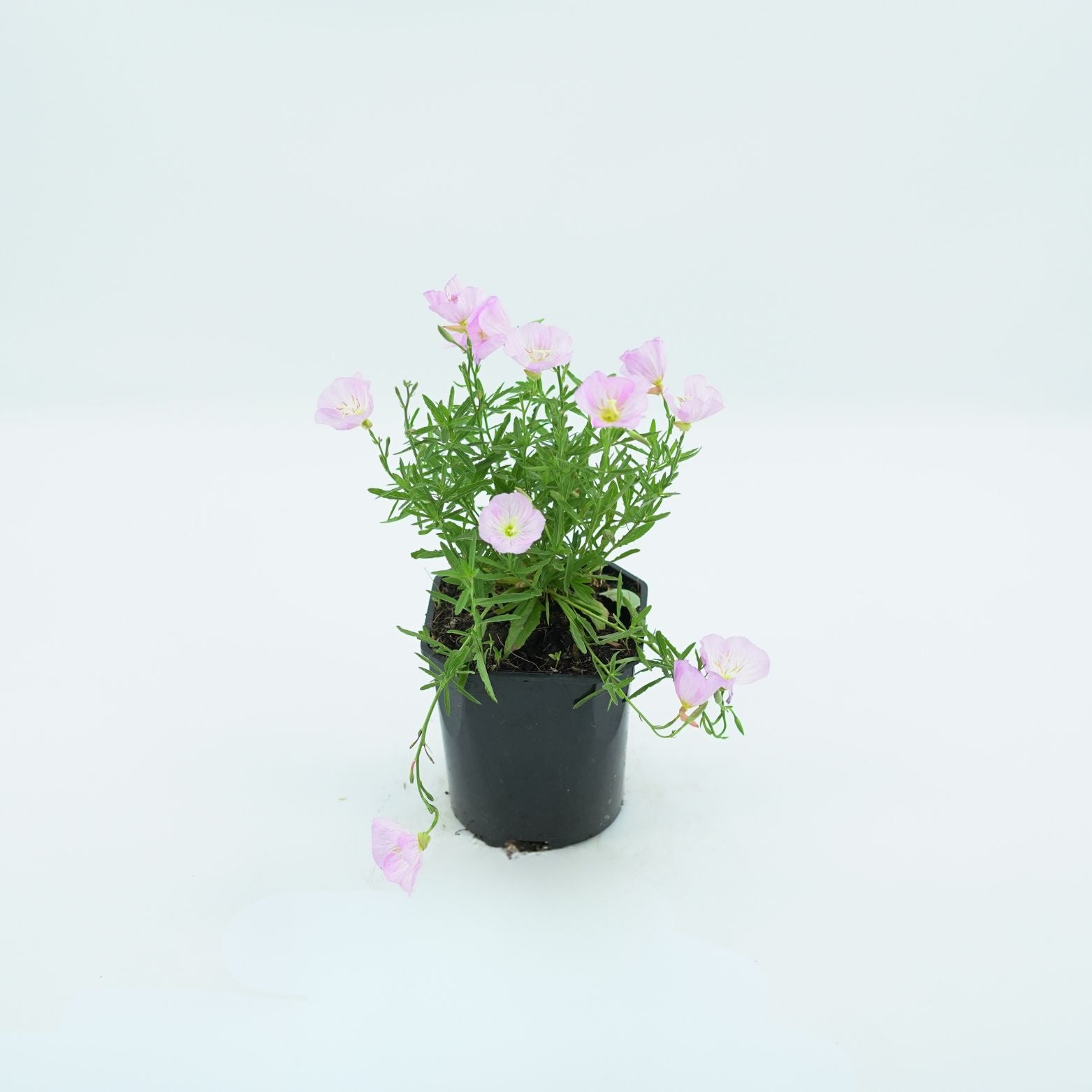 OENOTHERA SPECIOSA 'SISKIYOU' Wiesiołek