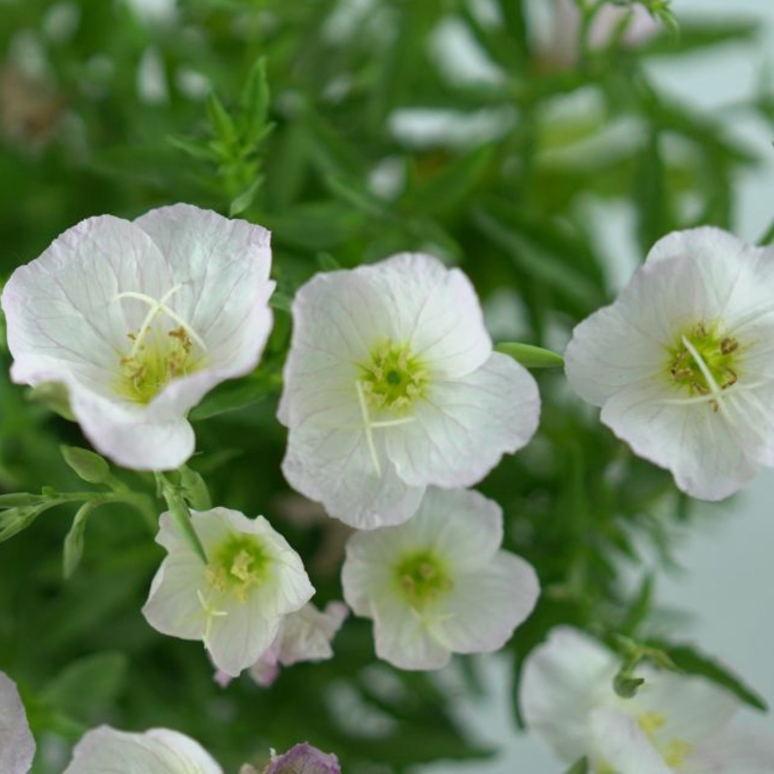 OENOTHERA Wiesiołek