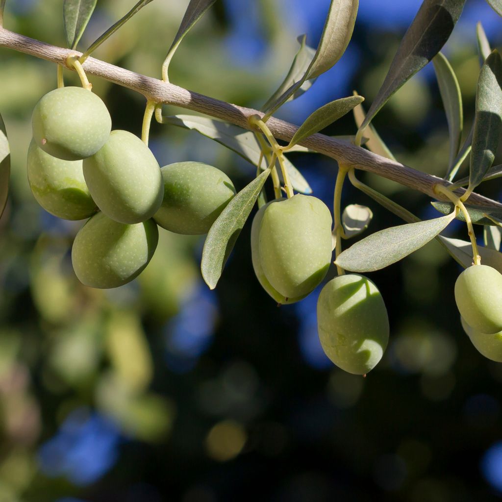 OLEA EUROPAEA Oliwka Europejska