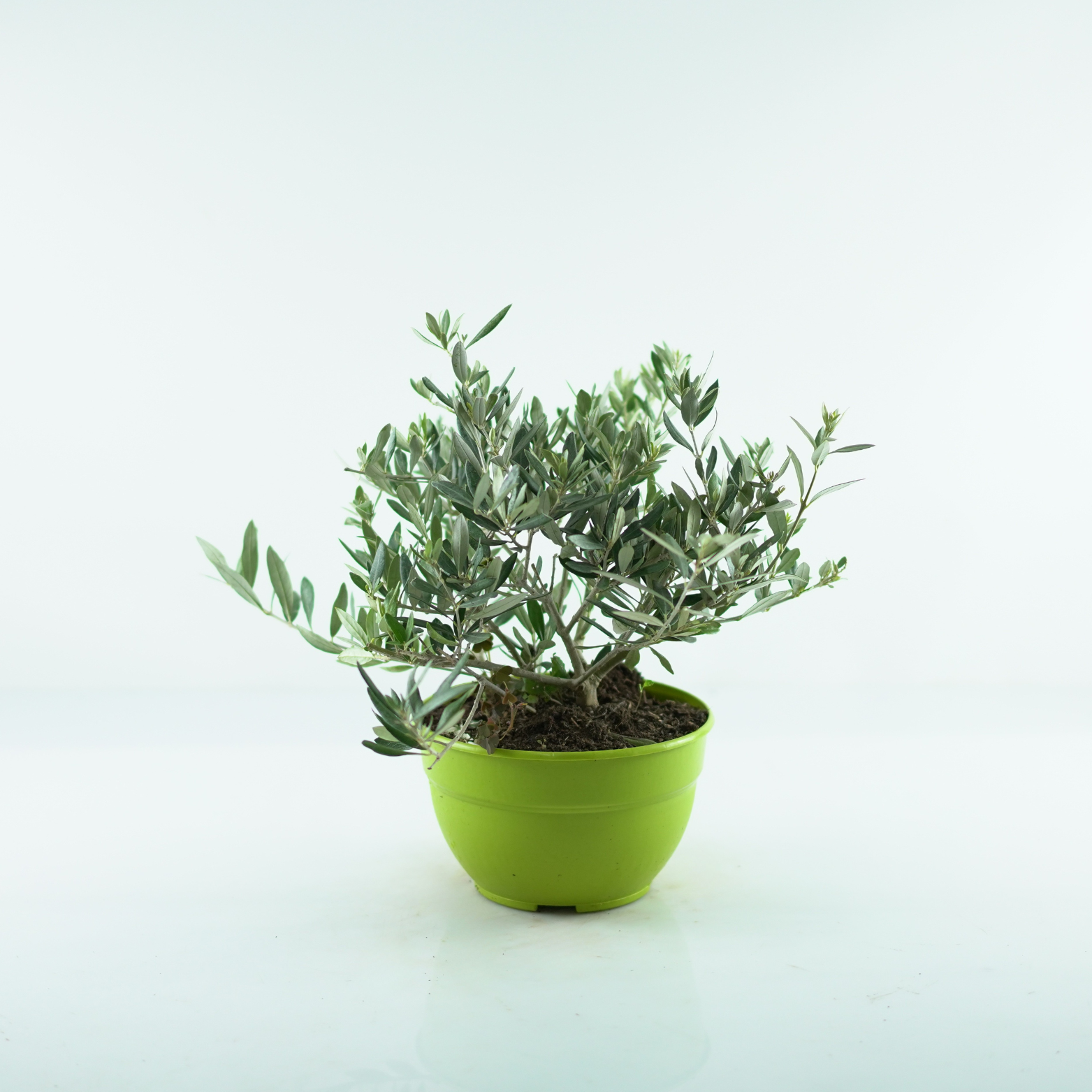 OLEA EUROPAEA Oliwka Europejska