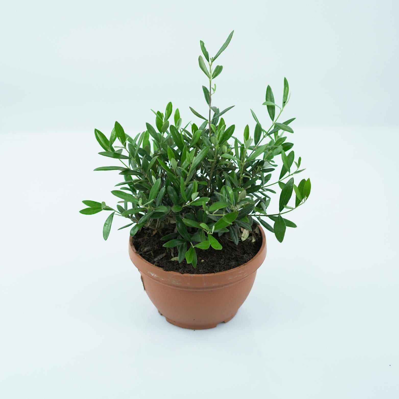 OLEA EUROPAEA Oliwka Europejska