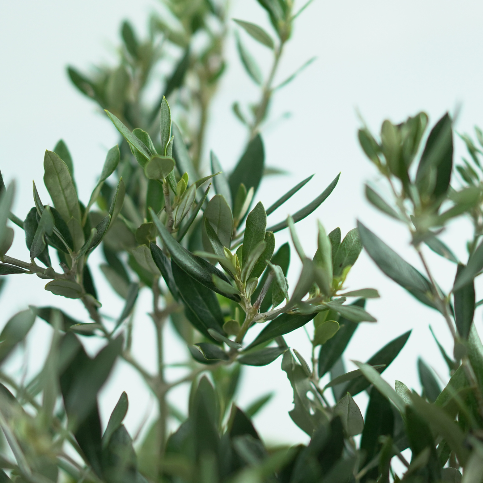 OLEA EUROPAEA Oliwka Europejska
