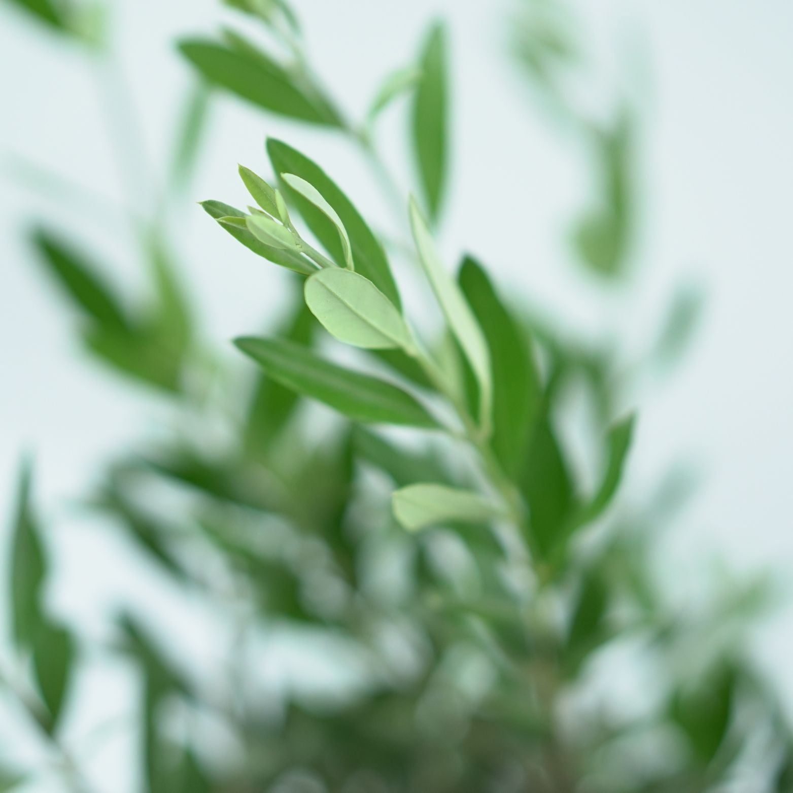 OLEA EUROPAEA Oliwka Europejska