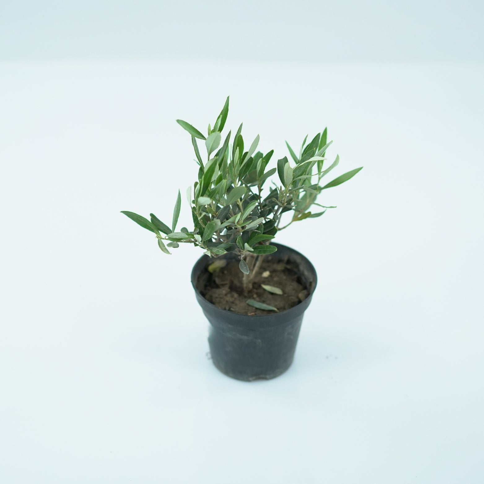OLEA EUROPAEA Oliwka Europejska