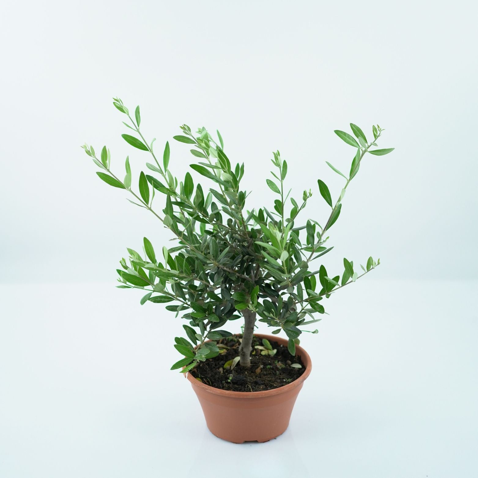 OLEA EUROPAEA Oliwka Europejska