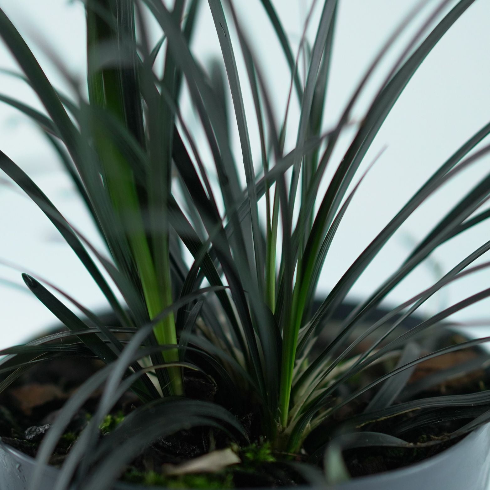 OPHIOPOGON PLANISCAPUS 'Niger' Konwalnik