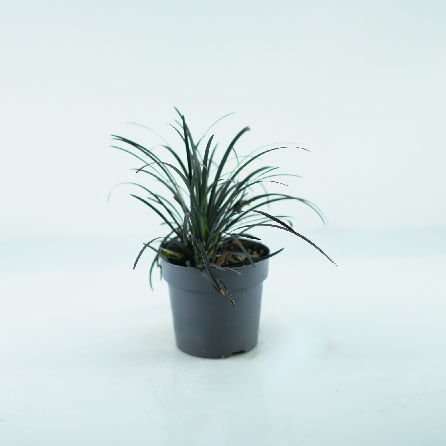 OPHIOPOGON PLANISCAPUS 'Niger' Konwalnik