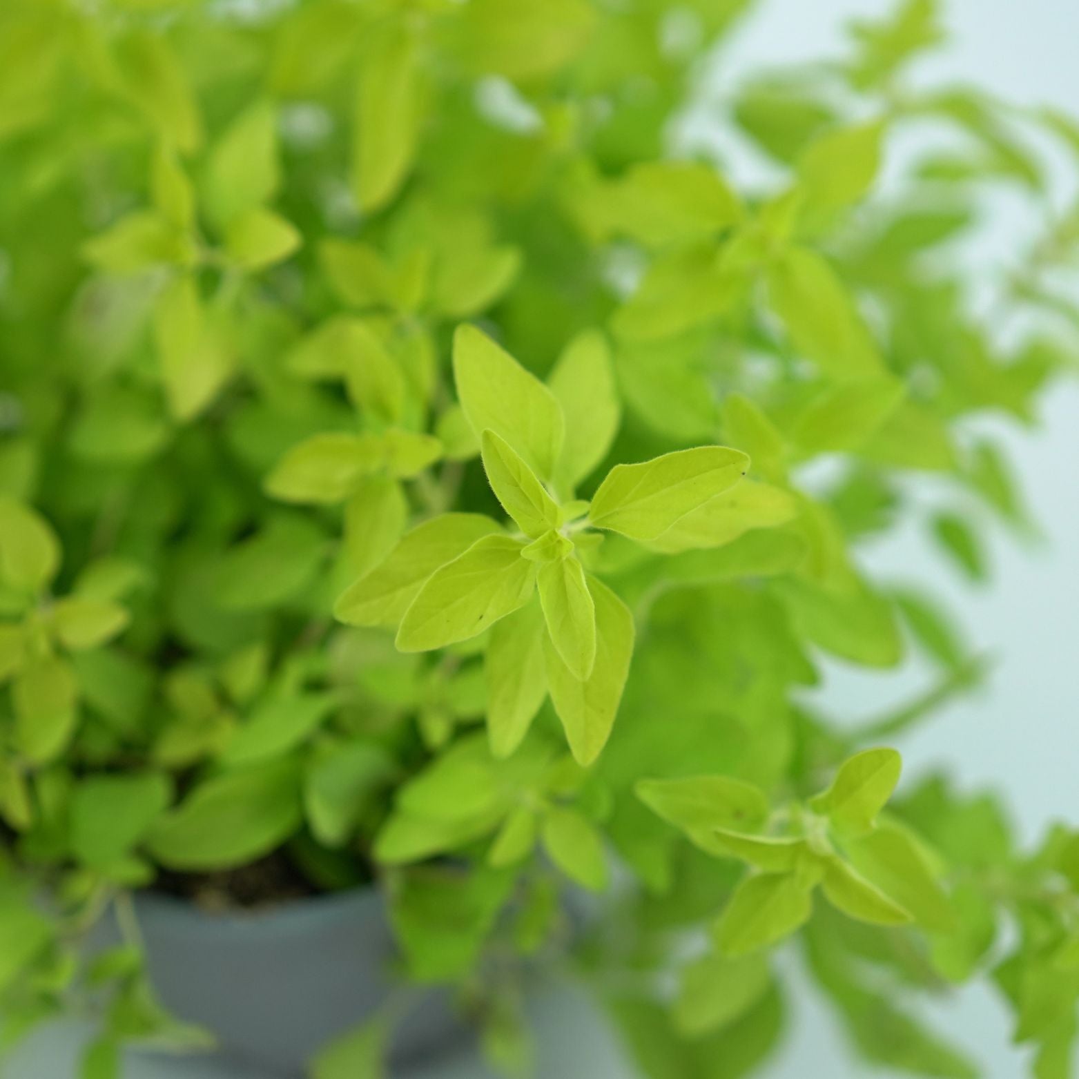 ORIGANUM VULGARE Oregano zwyczajne Lebiodka pospolita