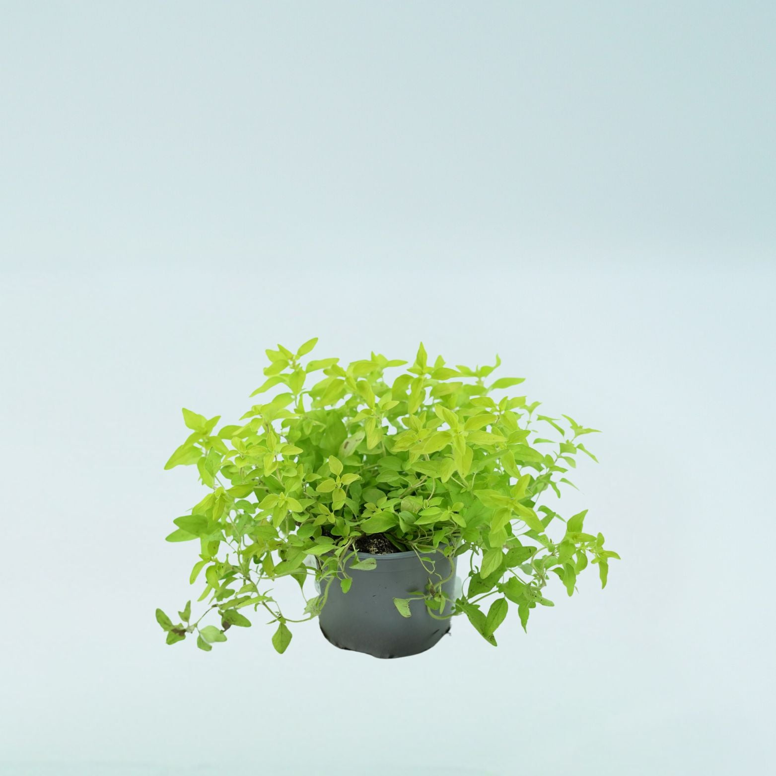 ORIGANUM VULGARE Oregano zwyczajne Lebiodka pospolita