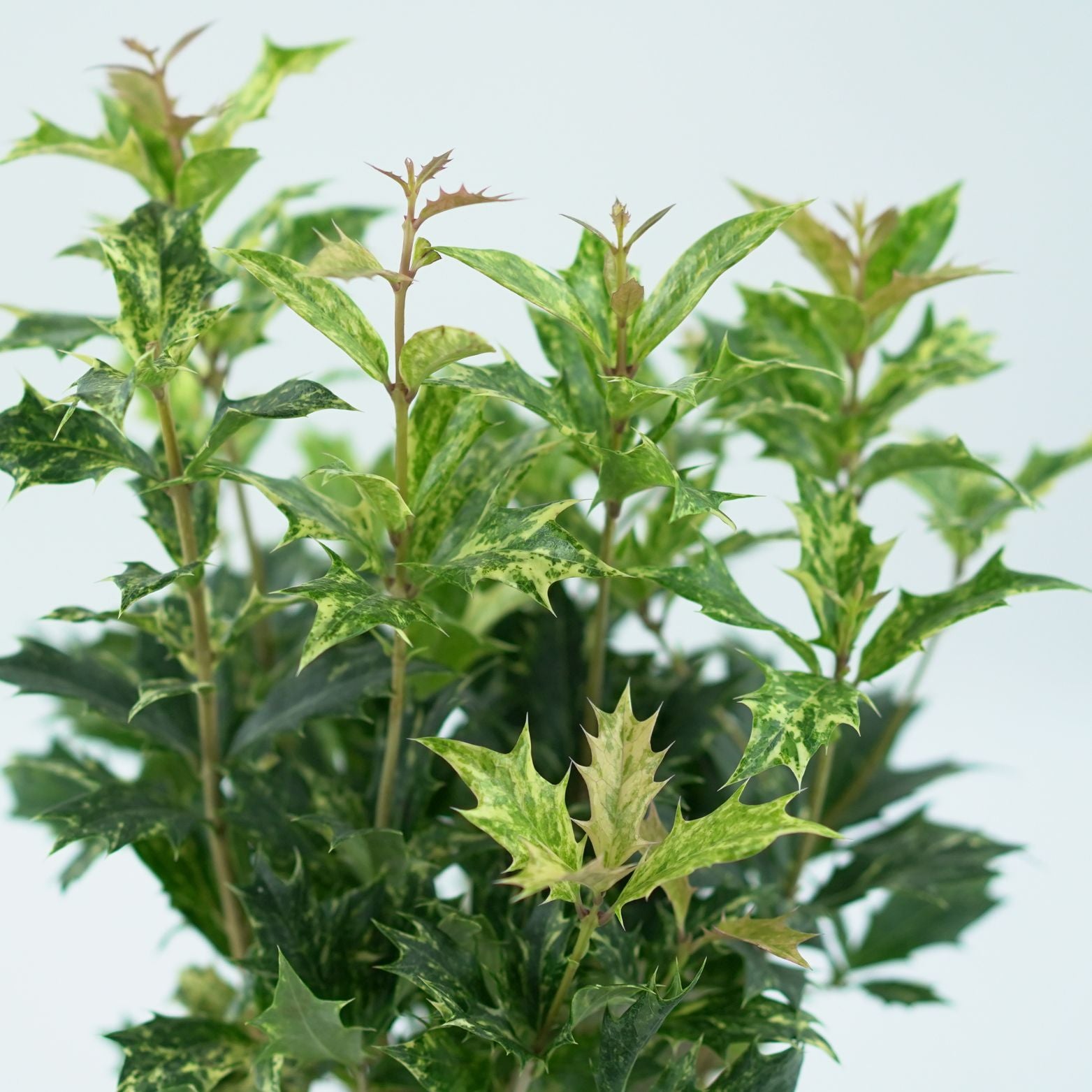 OSMANTHUS HETEROPHYLLUS 'GOSHIKI' Wończa