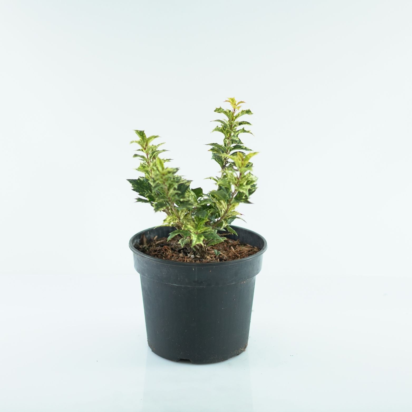 OSMANTHUS HETEROPHYLLUS 'GOSHIKI' Wończa