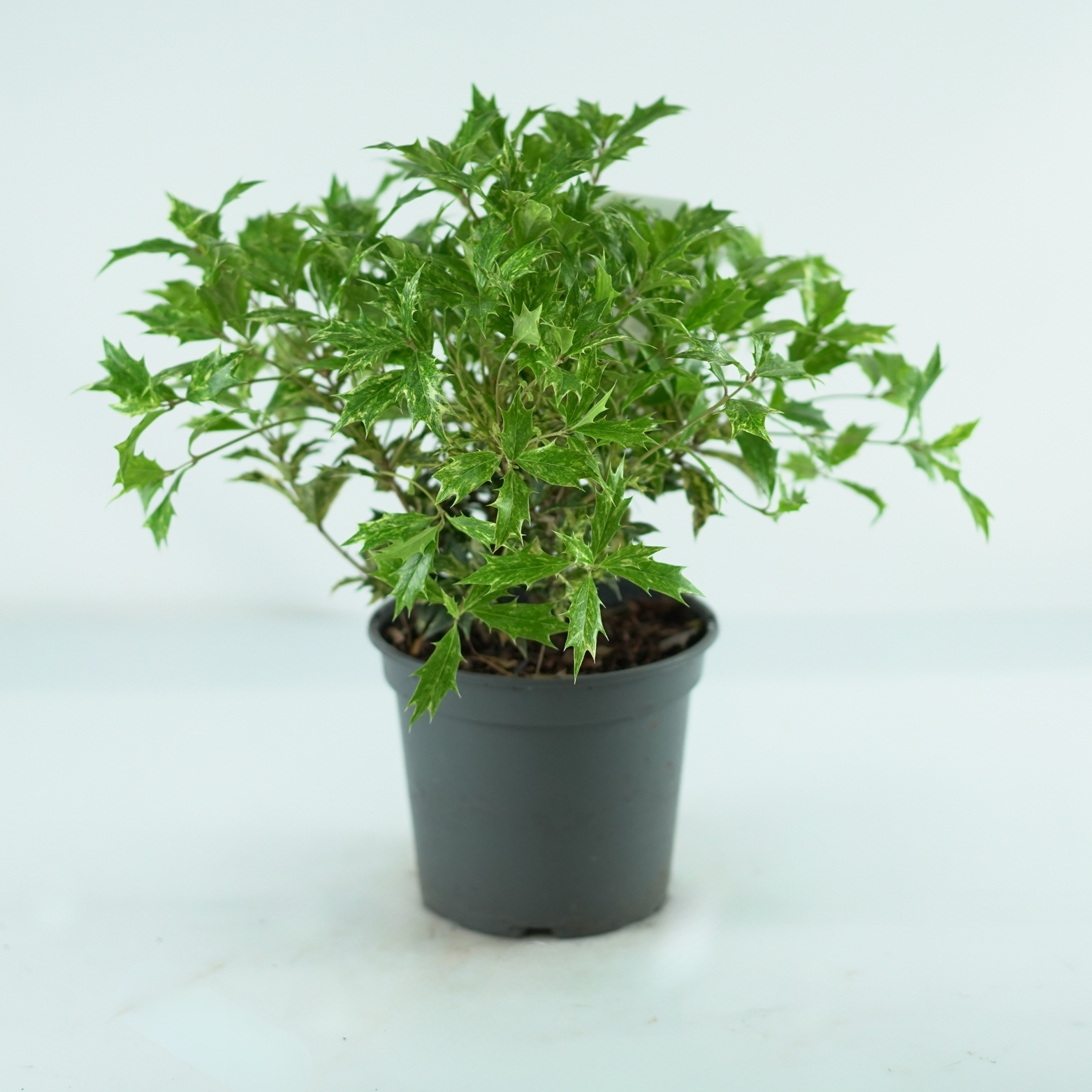 OSMANTHUS HETEROPHYLLUS 'GOSHIKI' Wończa
