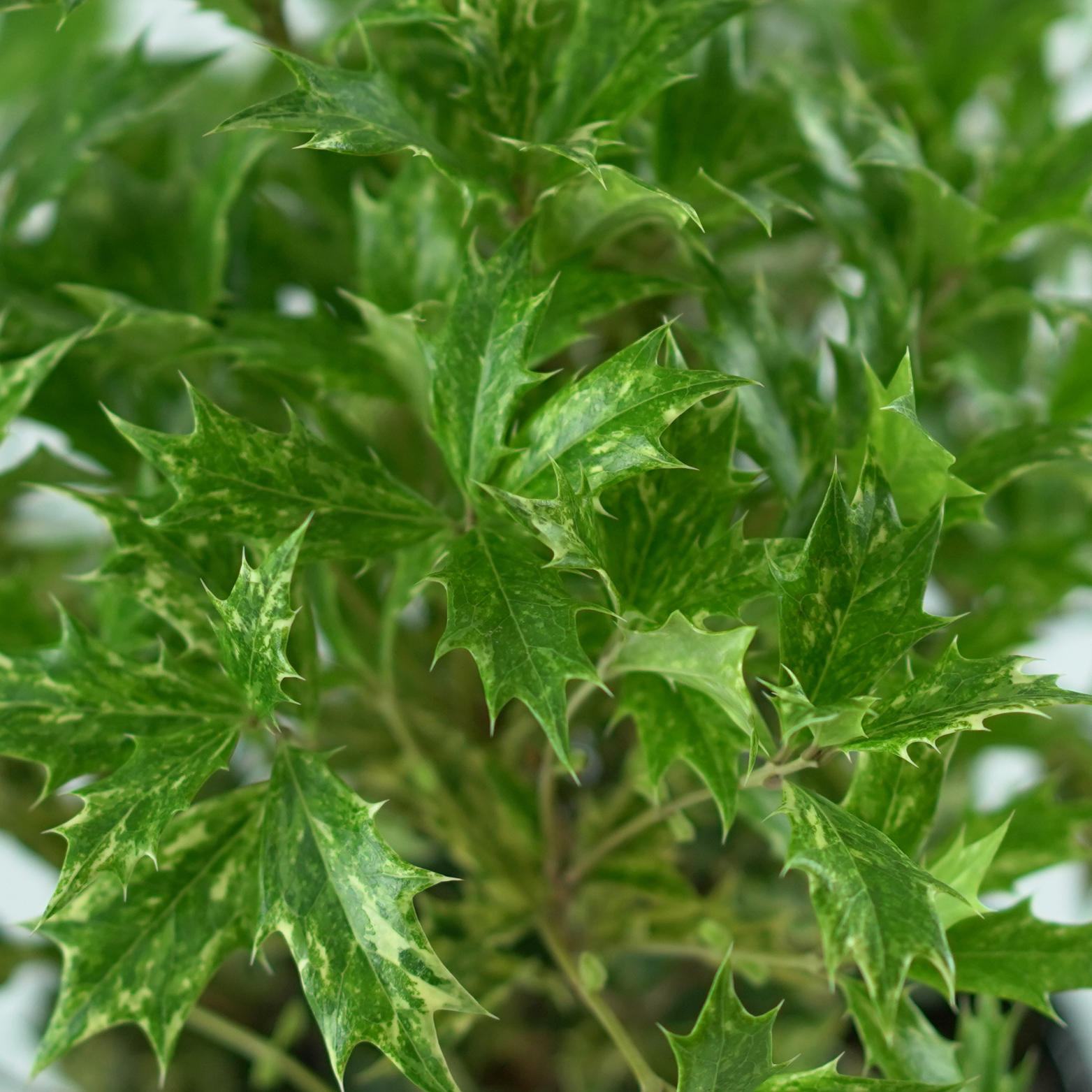 OSMANTHUS HETEROPHYLLUS 'GOSHIKI' Wończa