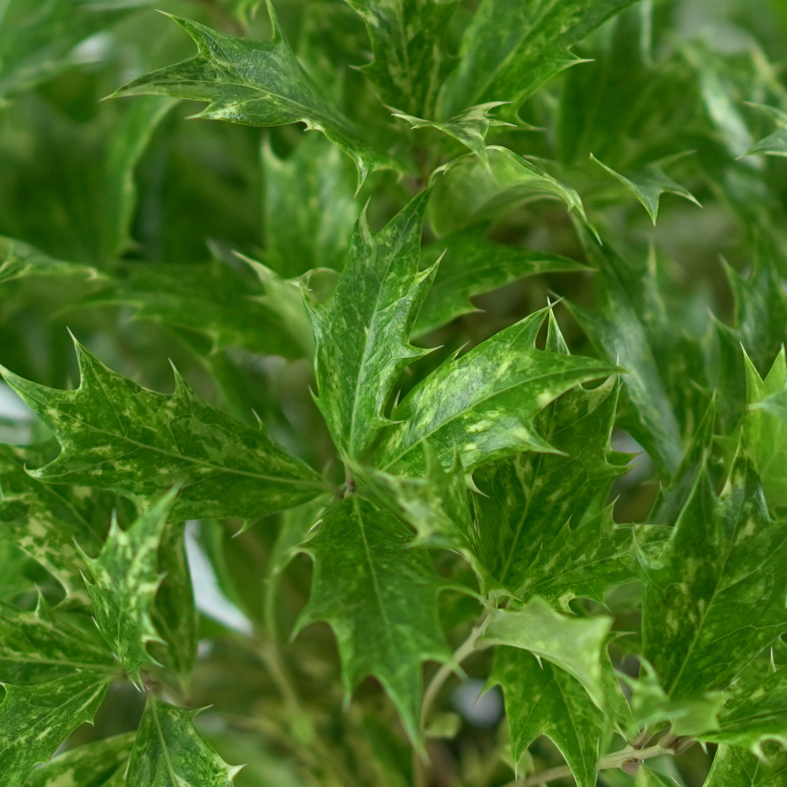 OSMANTHUS HETEROPHYLLUS 'GOSHIKI' Wończa