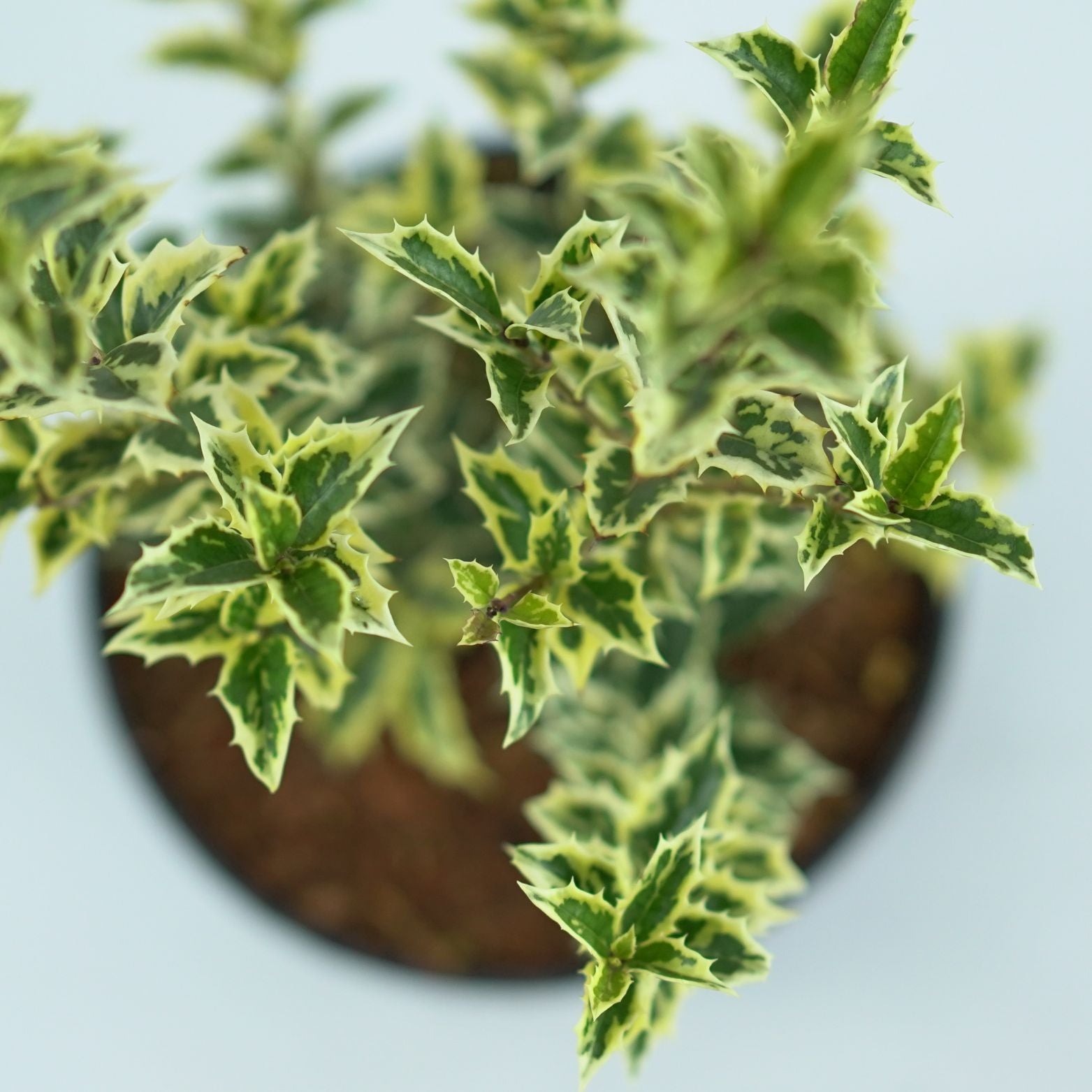 OSMANTHUS HETEROPHYLLUS 'VARIEGATHUS' Wończa
