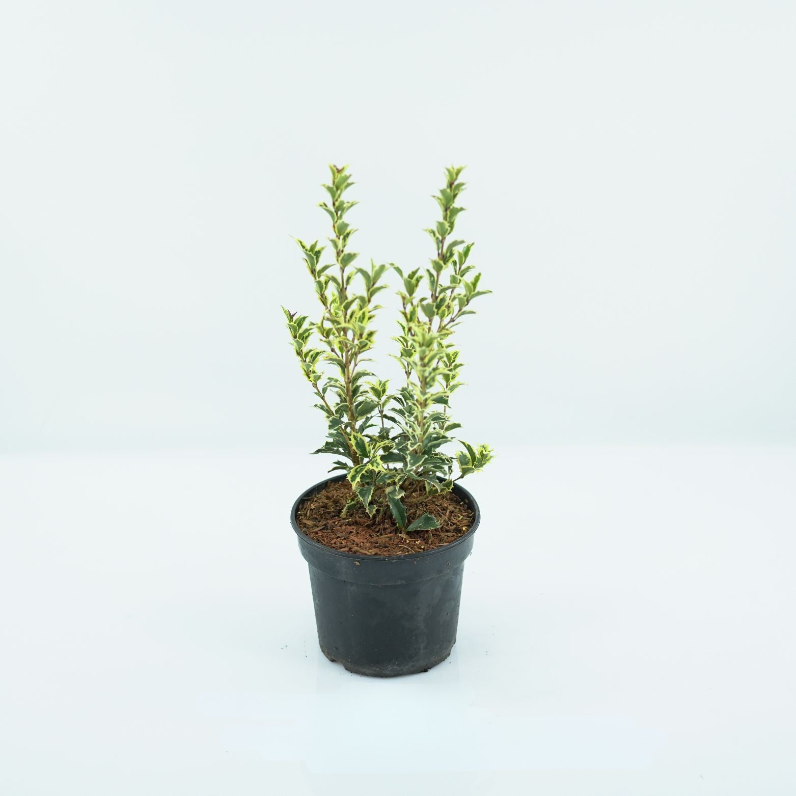 OSMANTHUS HETEROPHYLLUS 'VARIEGATHUS' Wończa