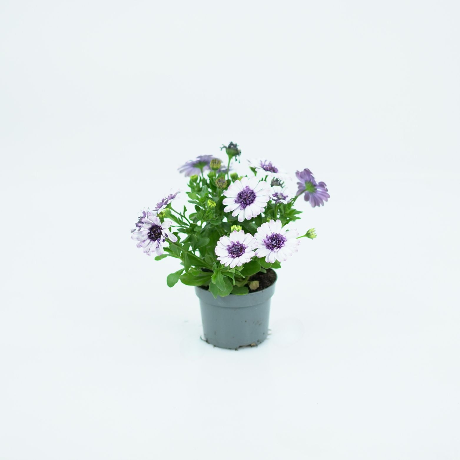OSTEOSPERMUM Stokrotka afrykańska