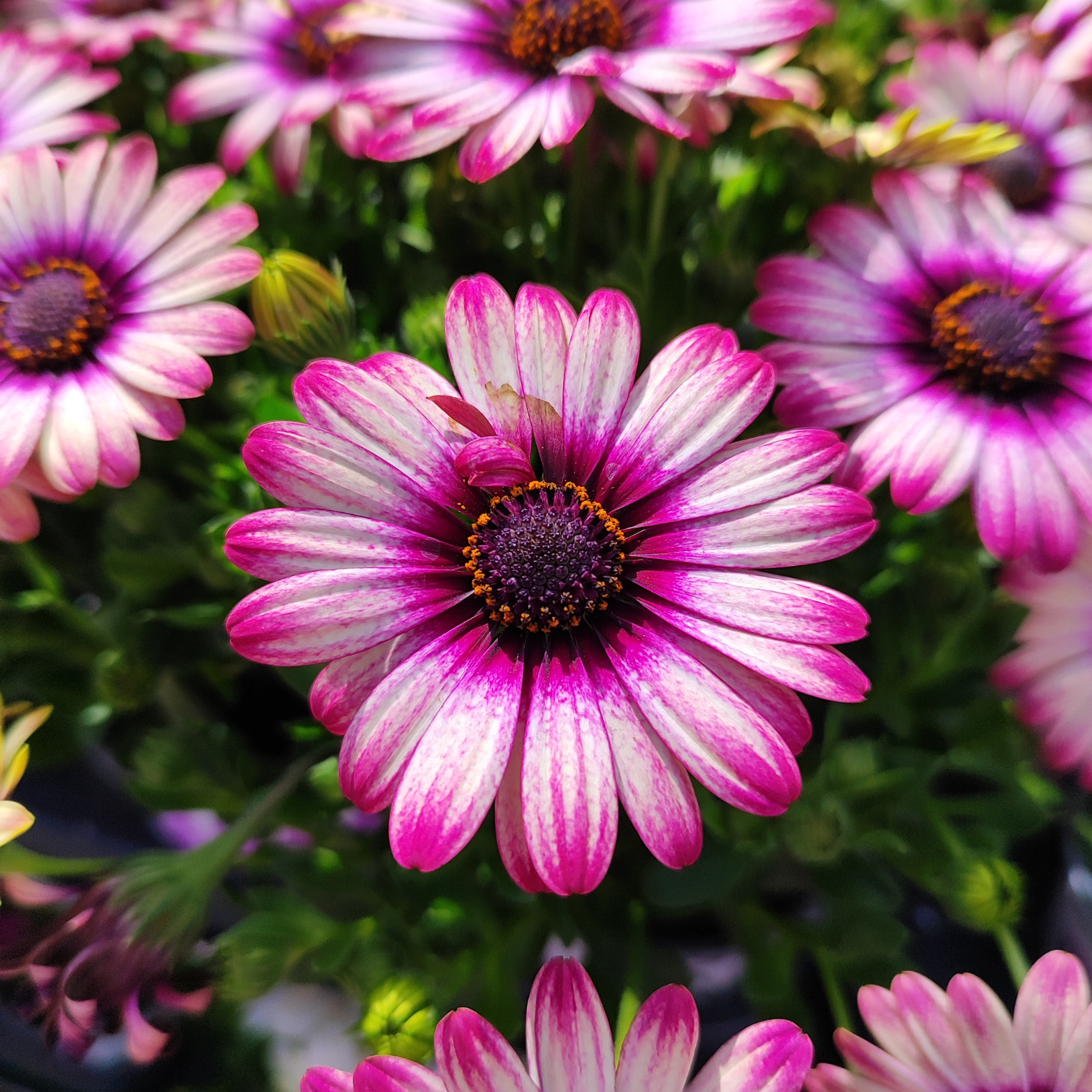 OSTEOSPERMUM Stokrotka afrykańska wiele kolorów