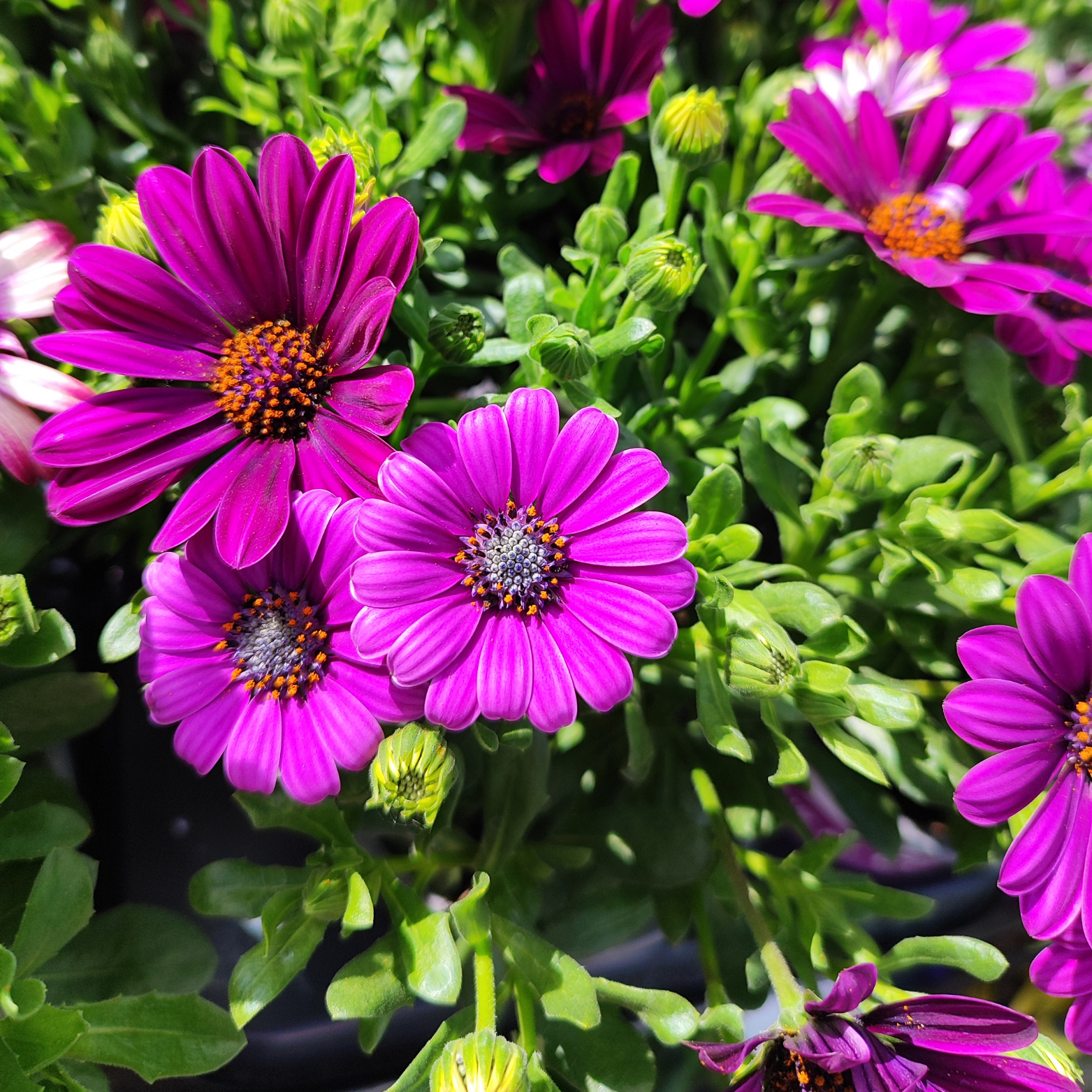 OSTEOSPERMUM Stokrotka afrykańska wiele kolorów