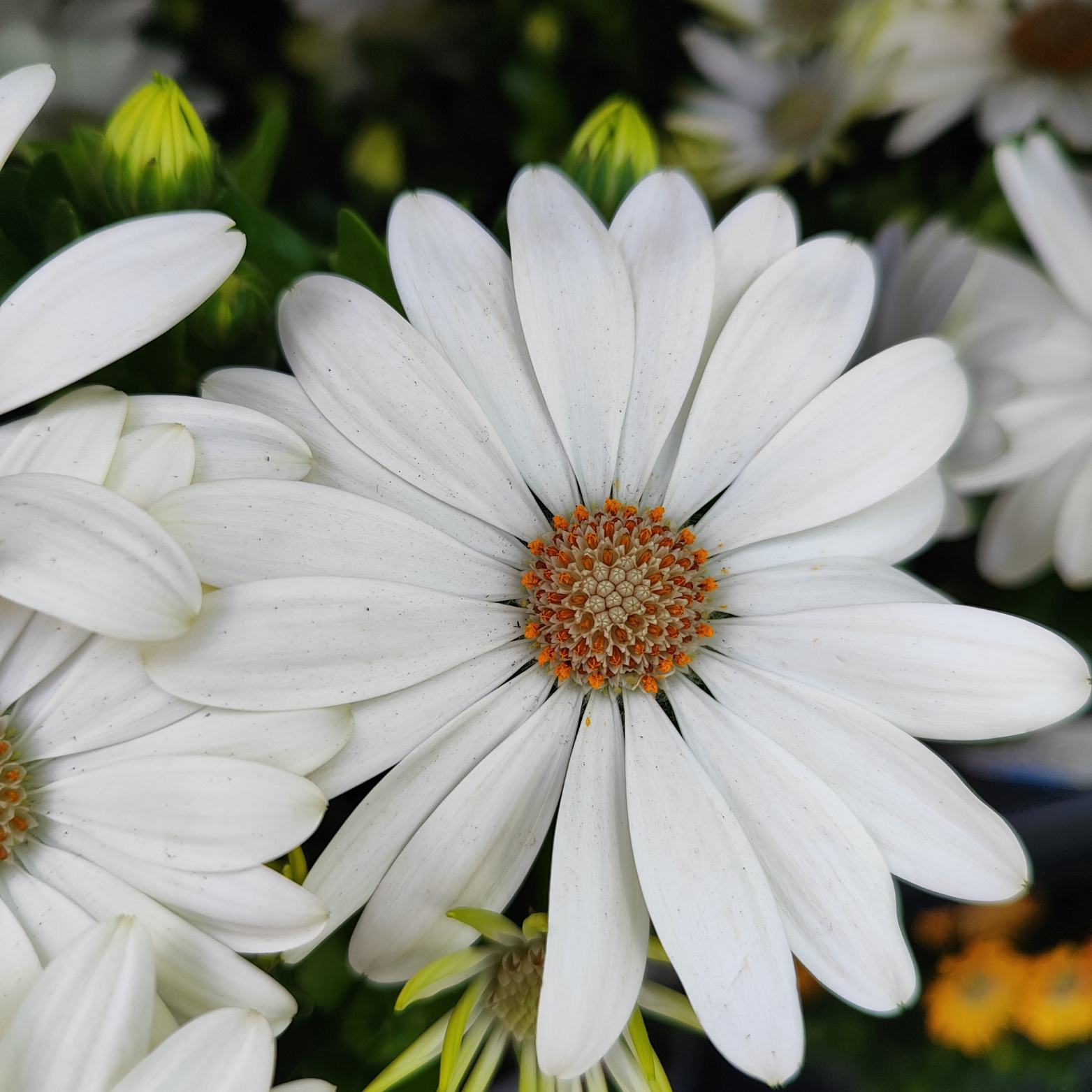 OSTEOSPERMUM Stokrotka afrykańska wiele kolorów