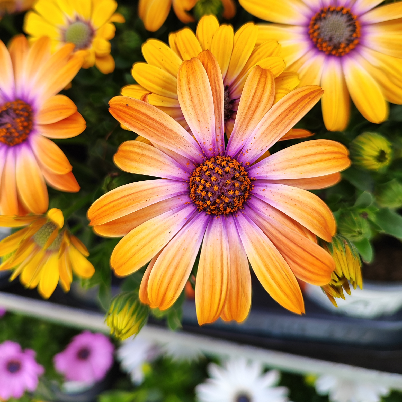 OSTEOSPERMUM Stokrotka afrykańska wiele kolorów