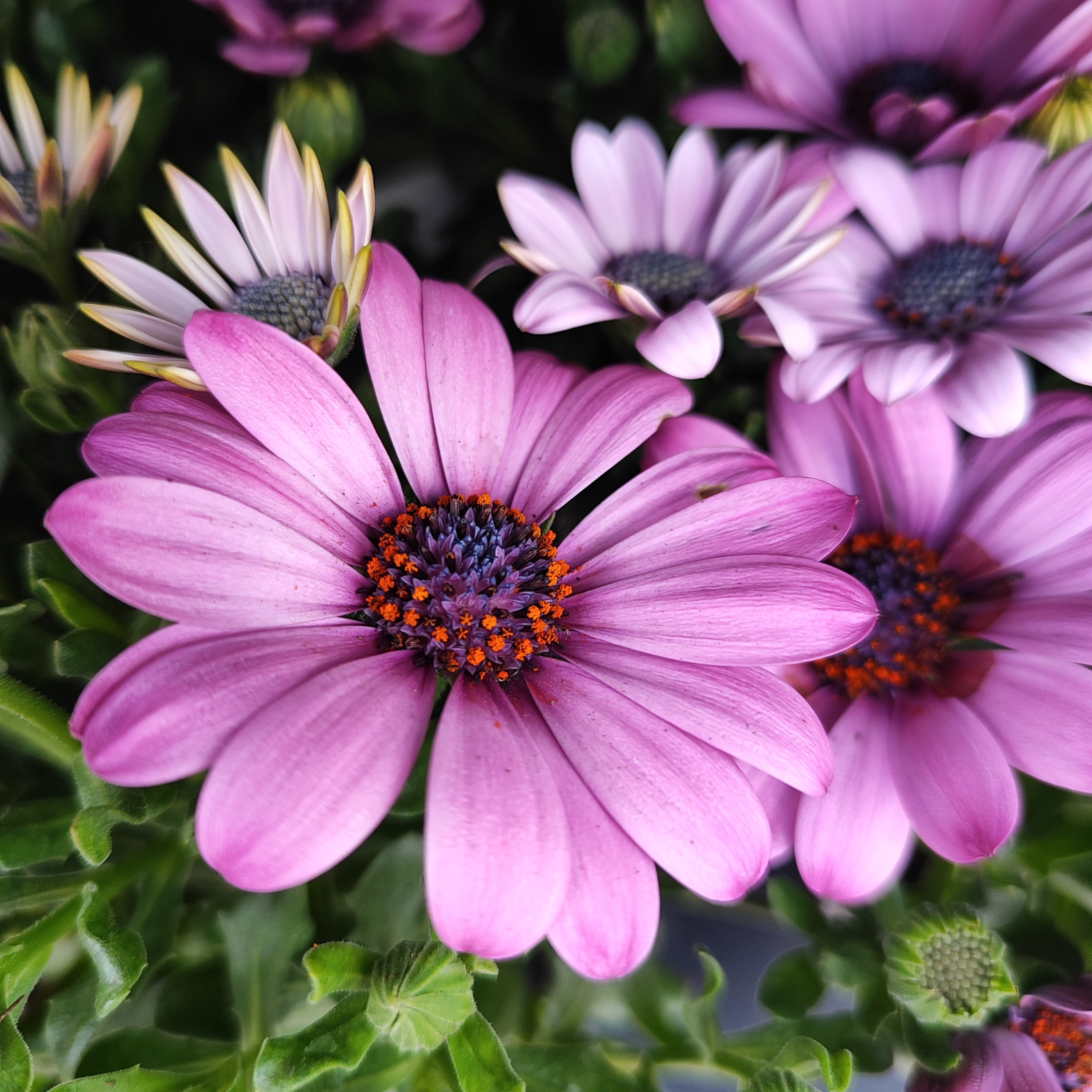 OSTEOSPERMUM Stokrotka afrykańska wiele kolorów