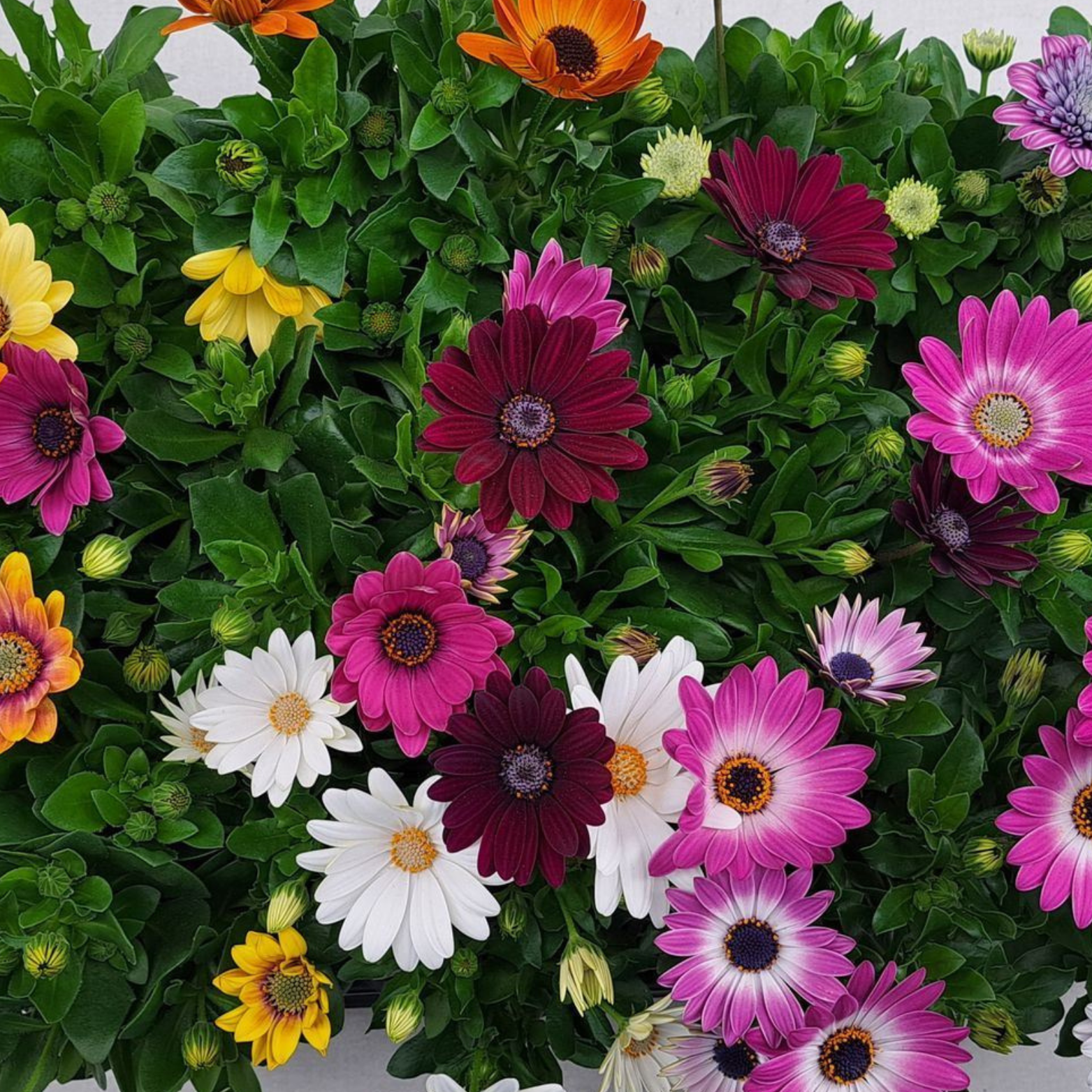 OSTEOSPERMUM Stokrotka afrykańska wiele kolorów