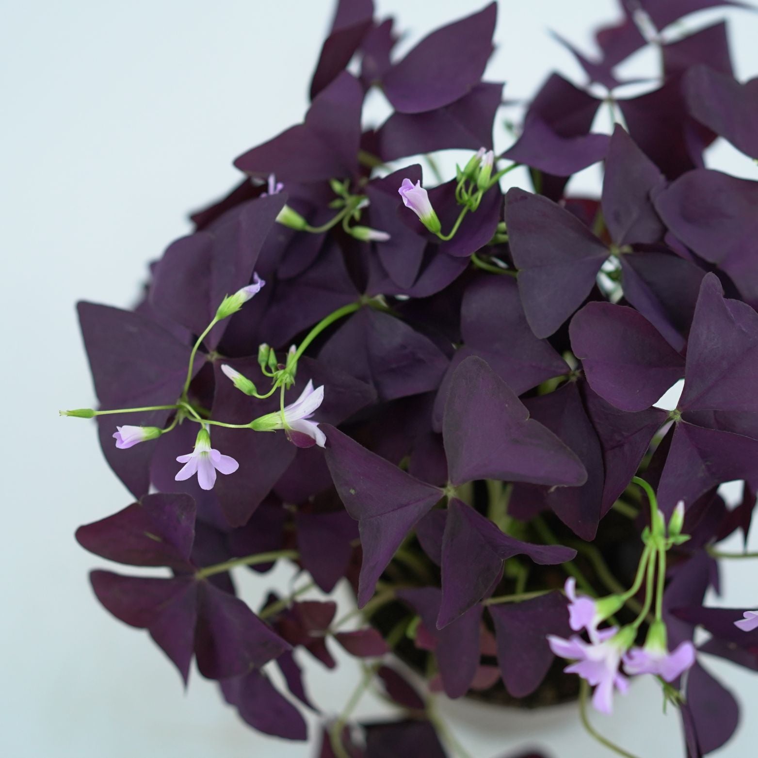 OXALIS TRIANGULARIS Szczawik trójkątny