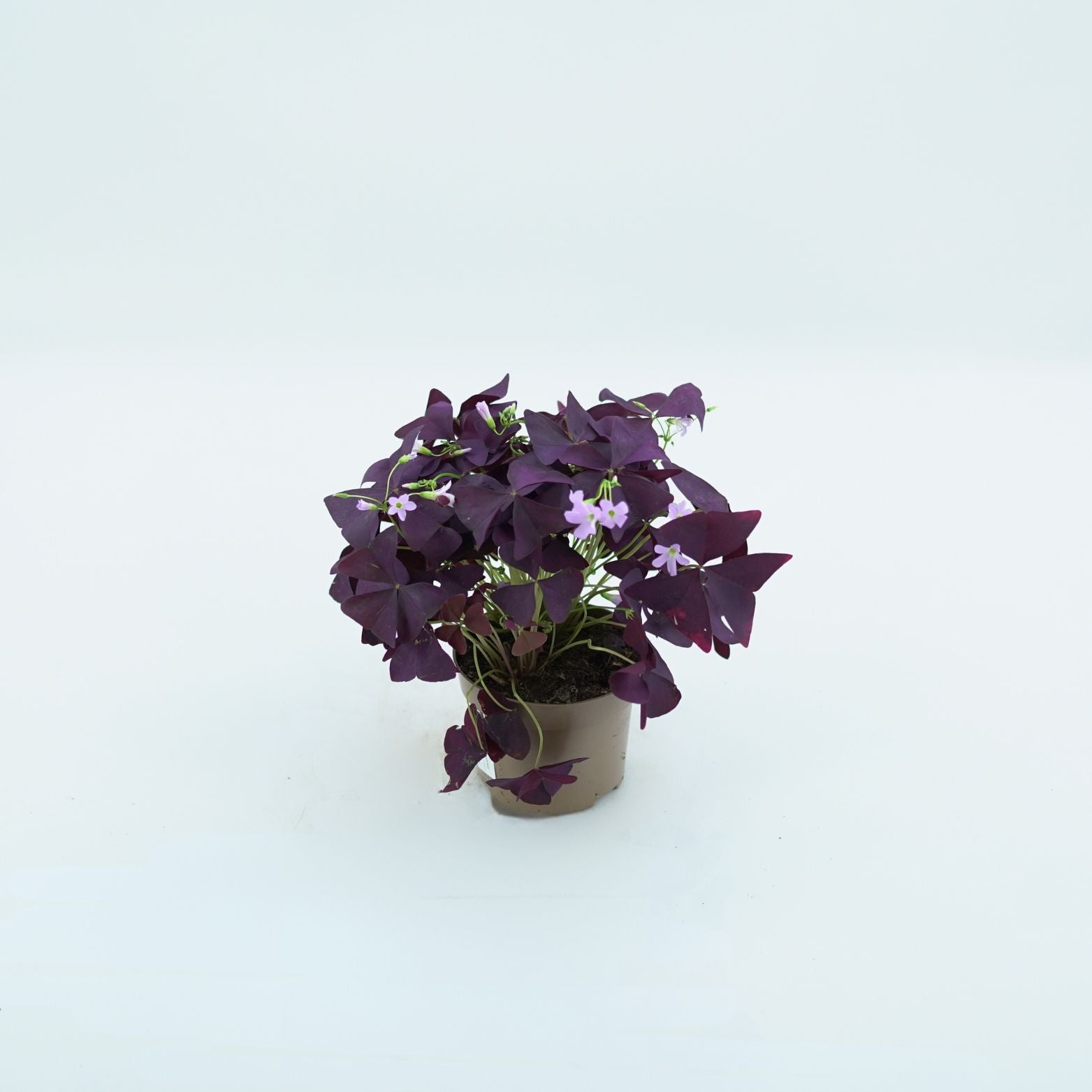 OXALIS TRIANGULARIS Szczawik trójkątny
