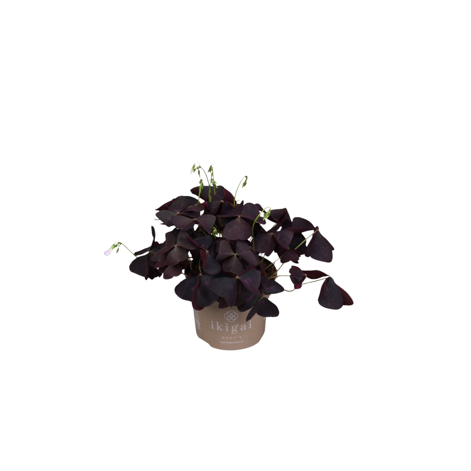 OXALIS TRIANGULARIS Szczawik trójkątny