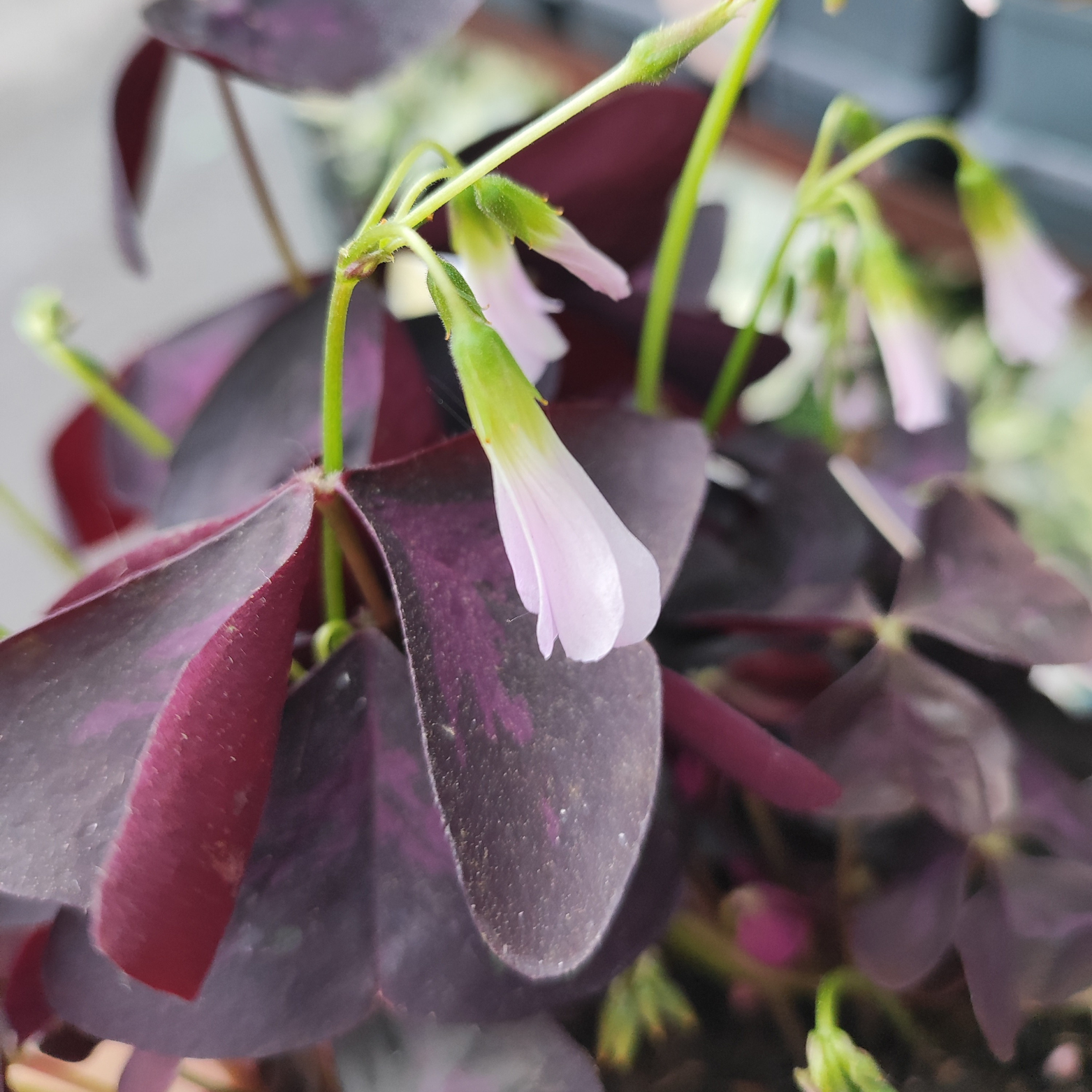 OXALIS TRIANGULARIS Szczawik trójkątny