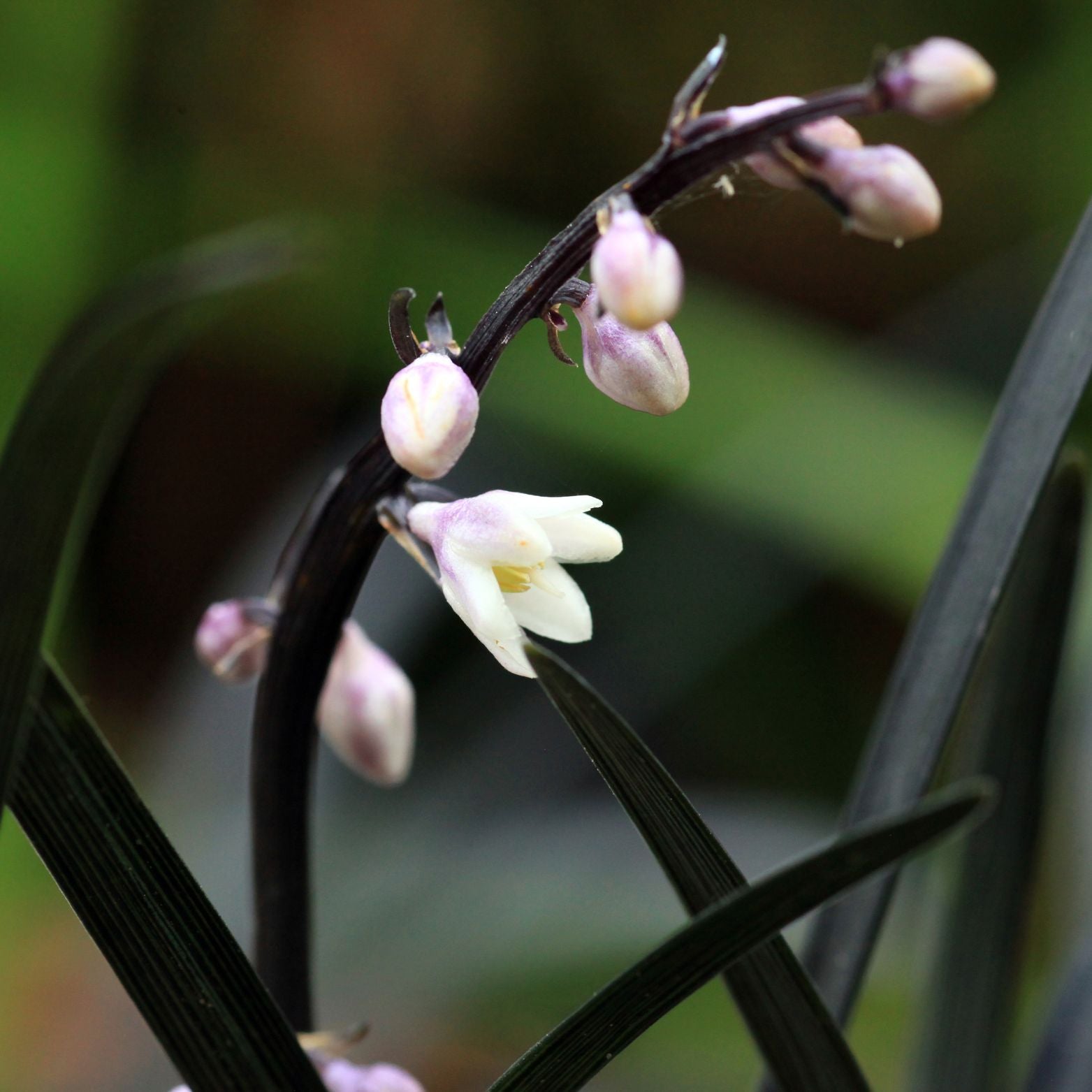 OPHIOPOGON PLANISCAPUS 'Niger' Konwalnik