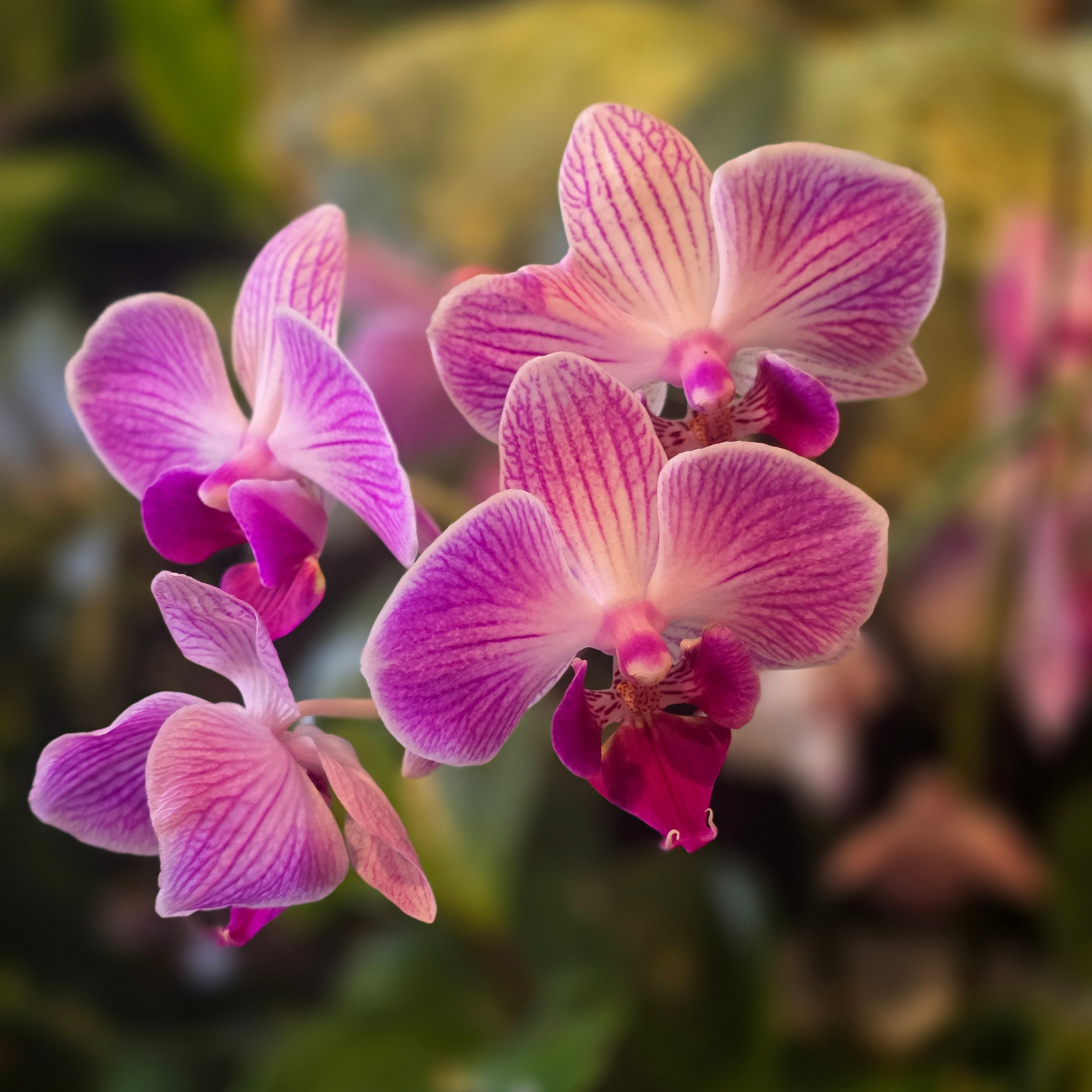 Orchidea Water Nawóz