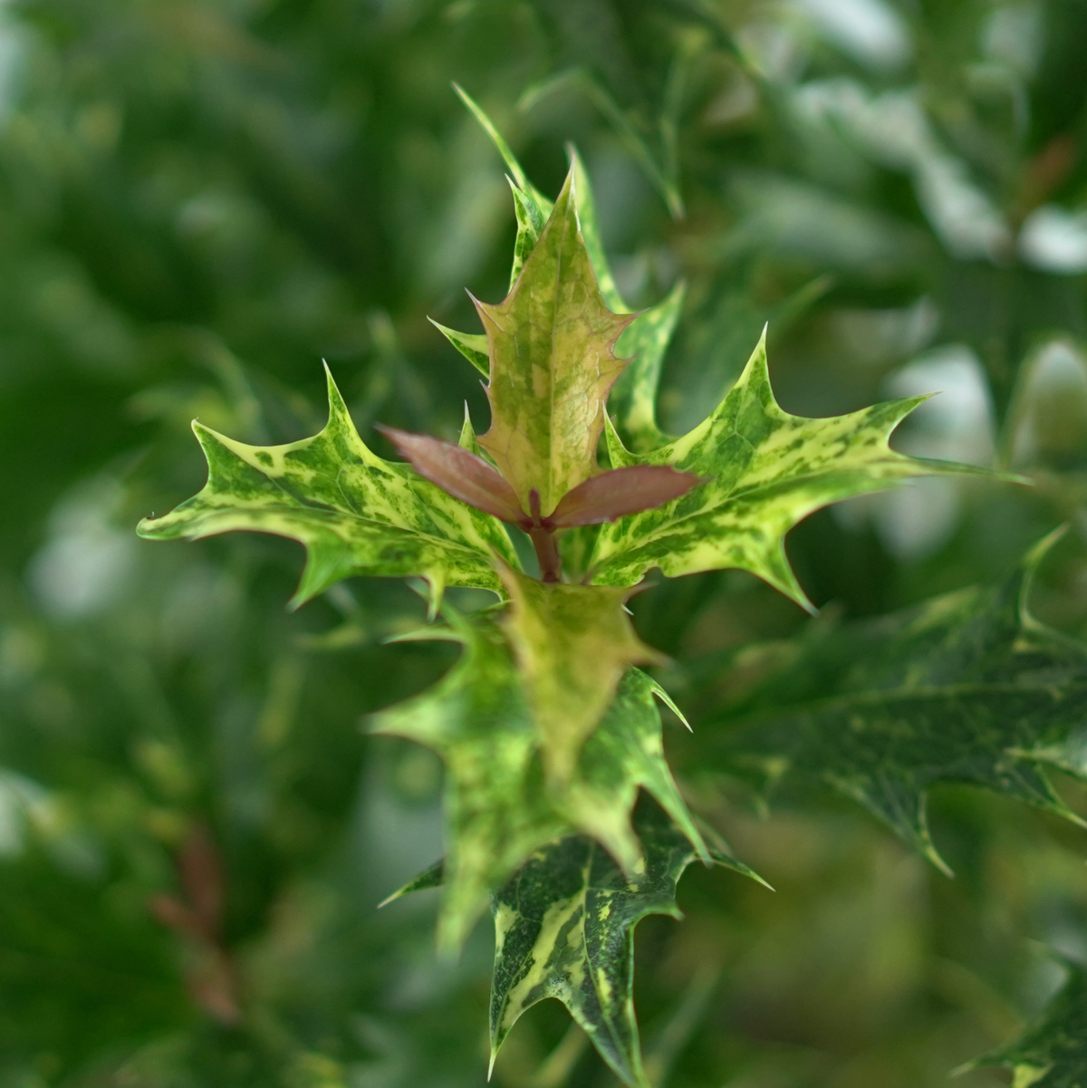 Osmanthus heterophyllus 'Goshiki'
