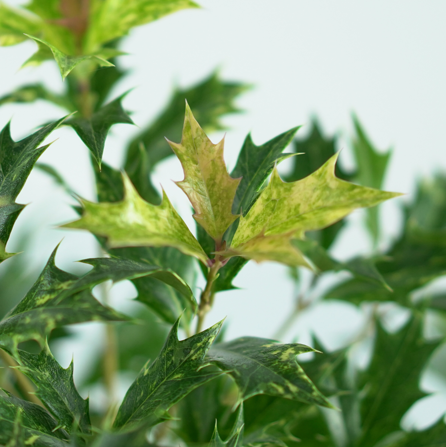 Osmanthus heterophyllus 'Goshiki'