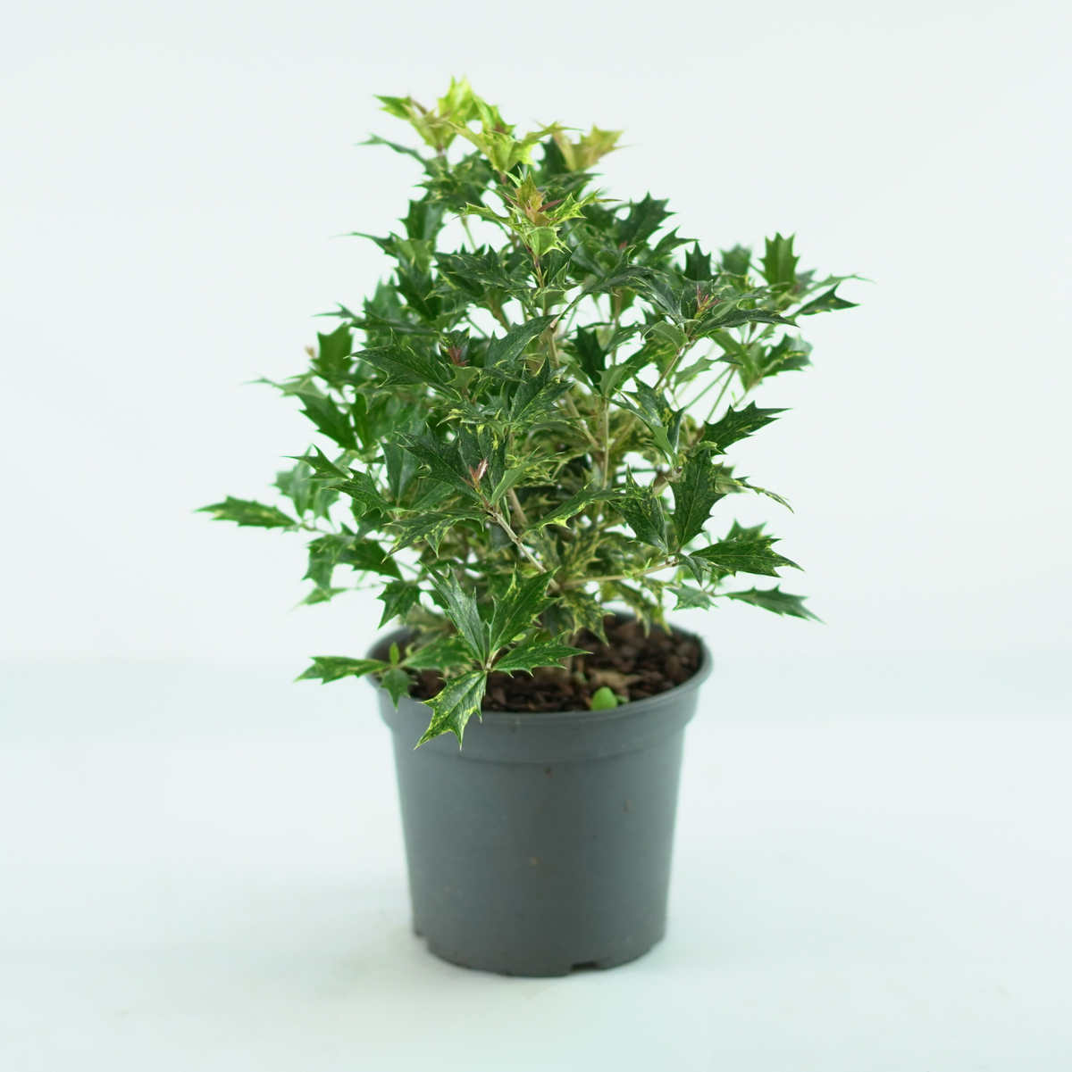 Osmanthus heterophyllus 'Goshiki'