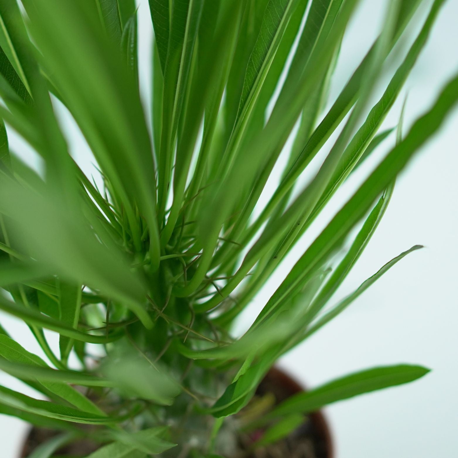 PACHYPODIUM LAMEREI Palma Madagaskaru