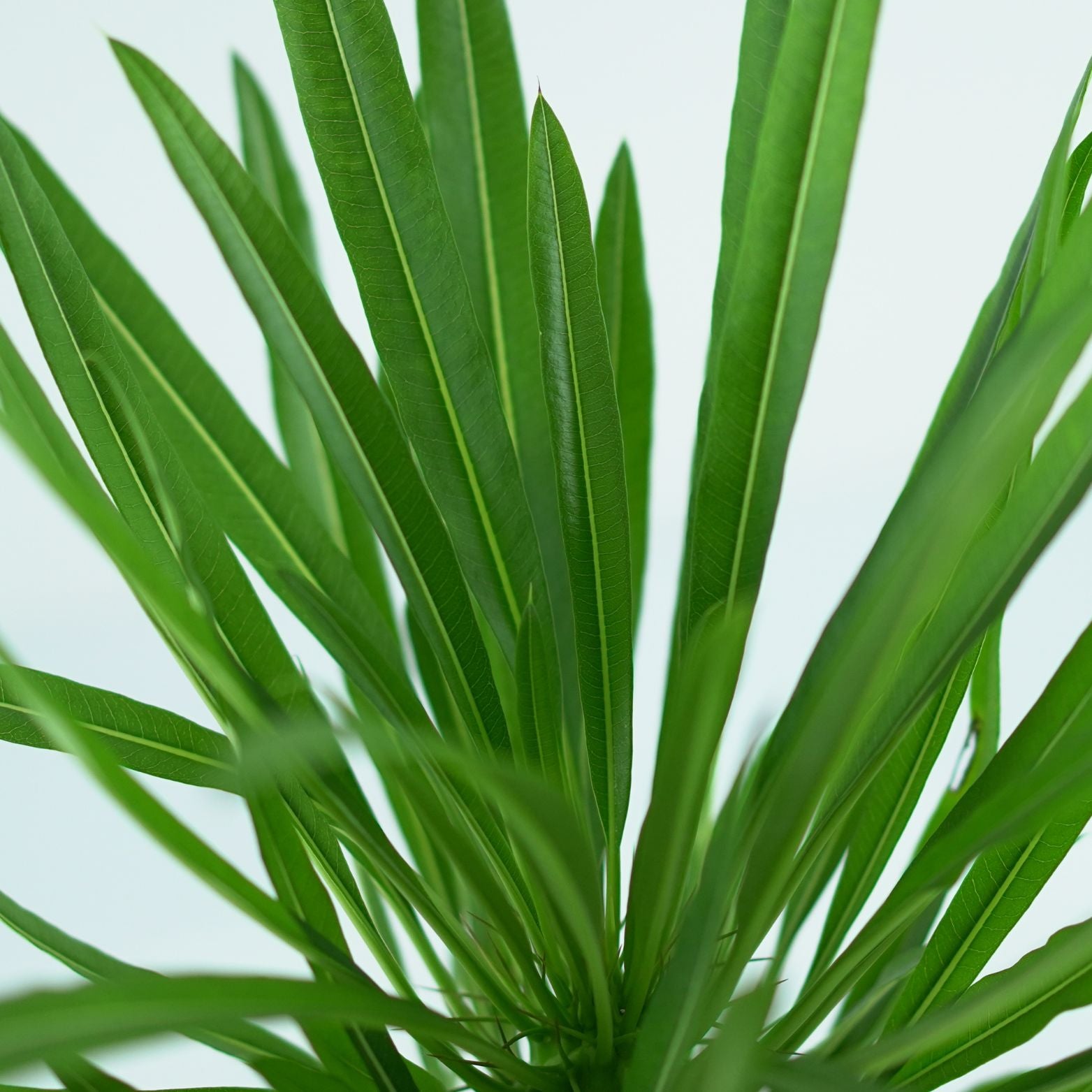 PACHYPODIUM LAMEREI Palma Madagaskaru
