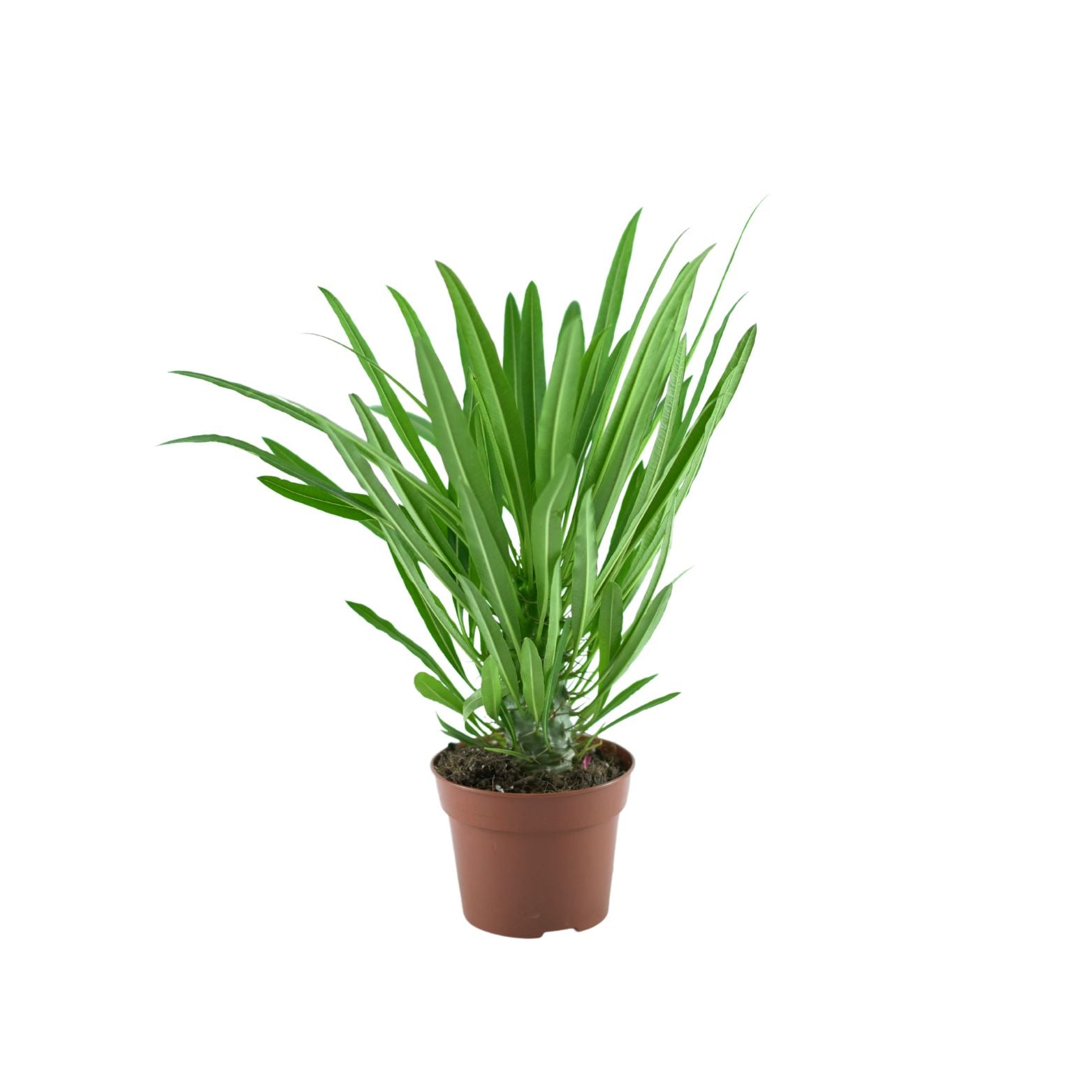 PACHYPODIUM LAMEREI Palma Madagaskaru