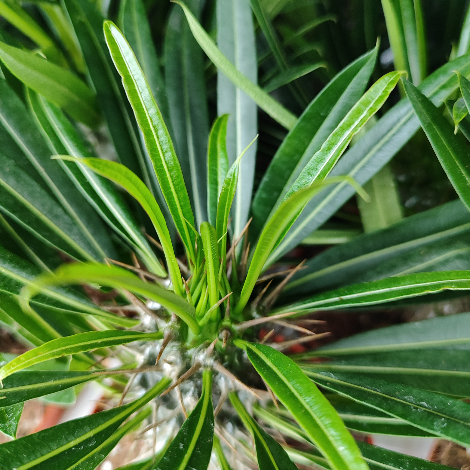 PACHYPODIUM LAMEREI Palma Madagaskaru