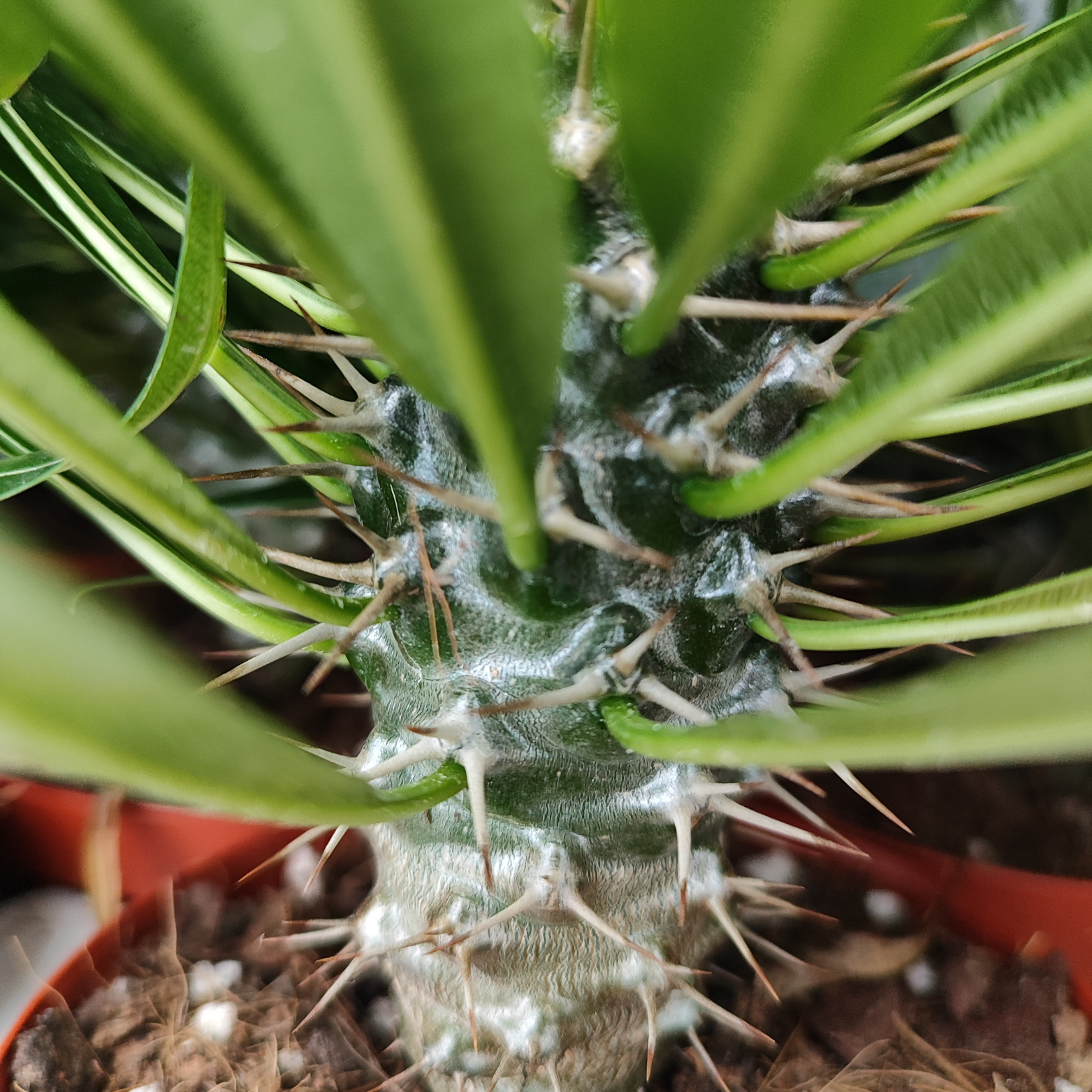 PACHYPODIUM LAMEREI Palma Madagaskaru