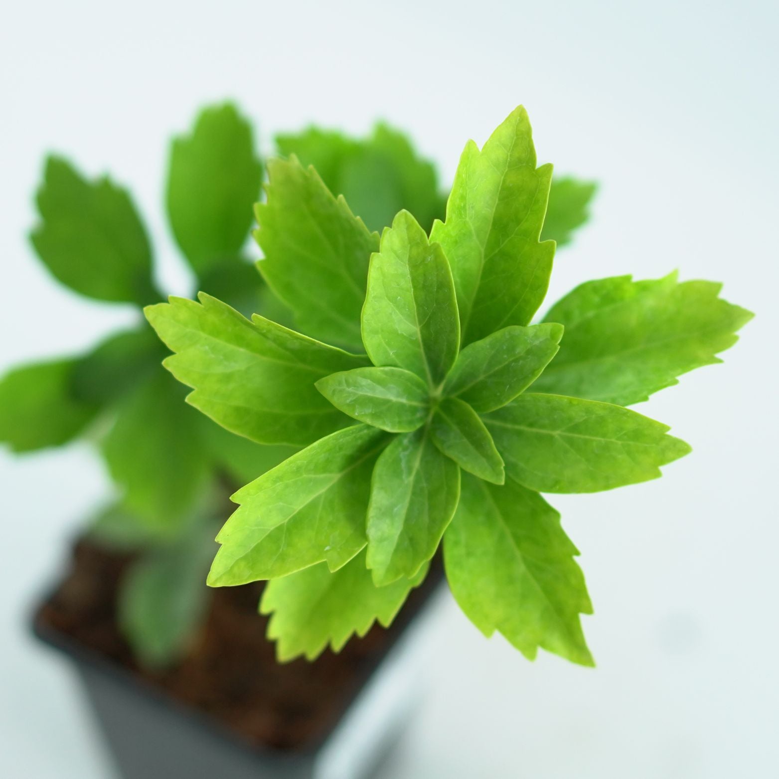 PACHYSANDRA TERMINALIS 'Green Carpet' Runianka japońska
