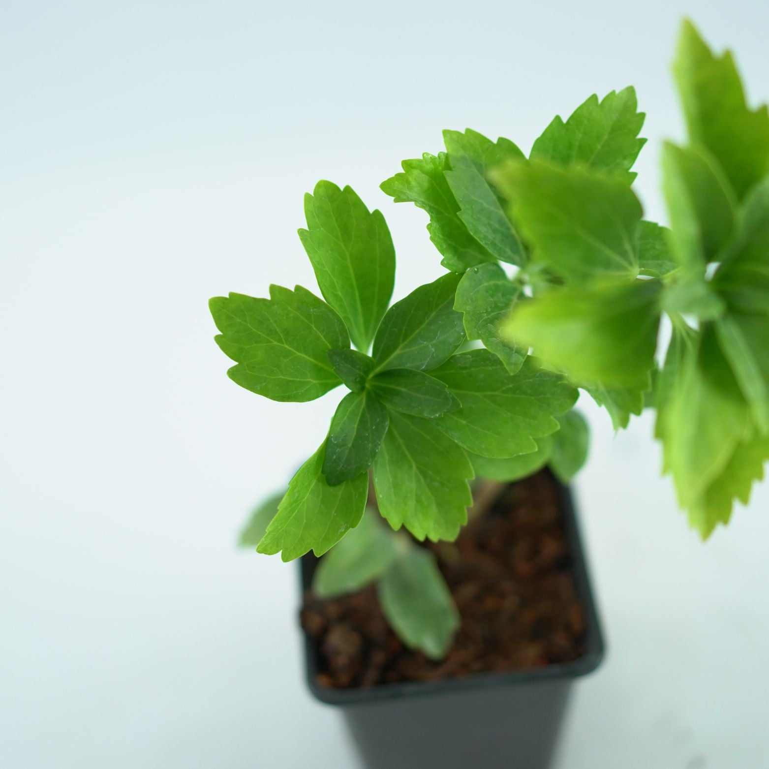 PACHYSANDRA TERMINALIS 'Green Carpet' Runianka japońska