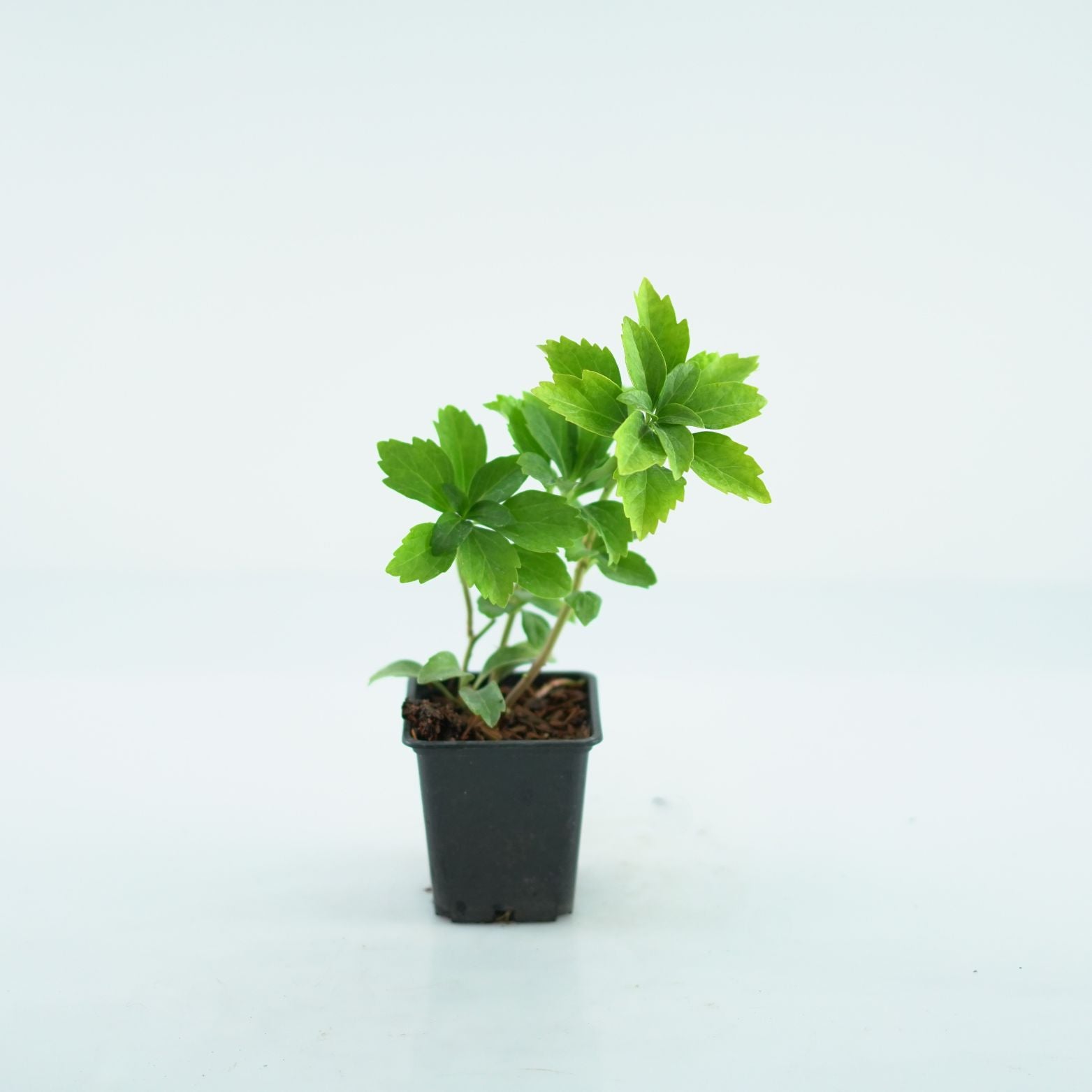 PACHYSANDRA TERMINALIS 'Green Carpet' Runianka japońska